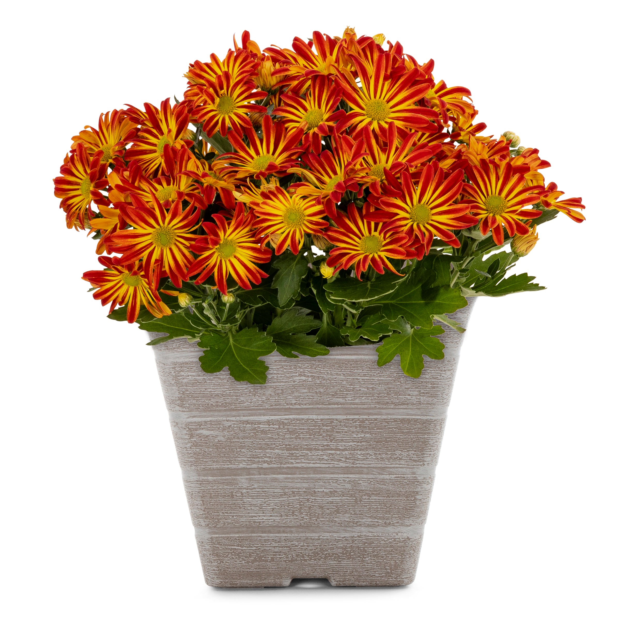 Lowe's 2137935 Multicolor Mum in 1 Gallon(s) Planter 1 -Pack