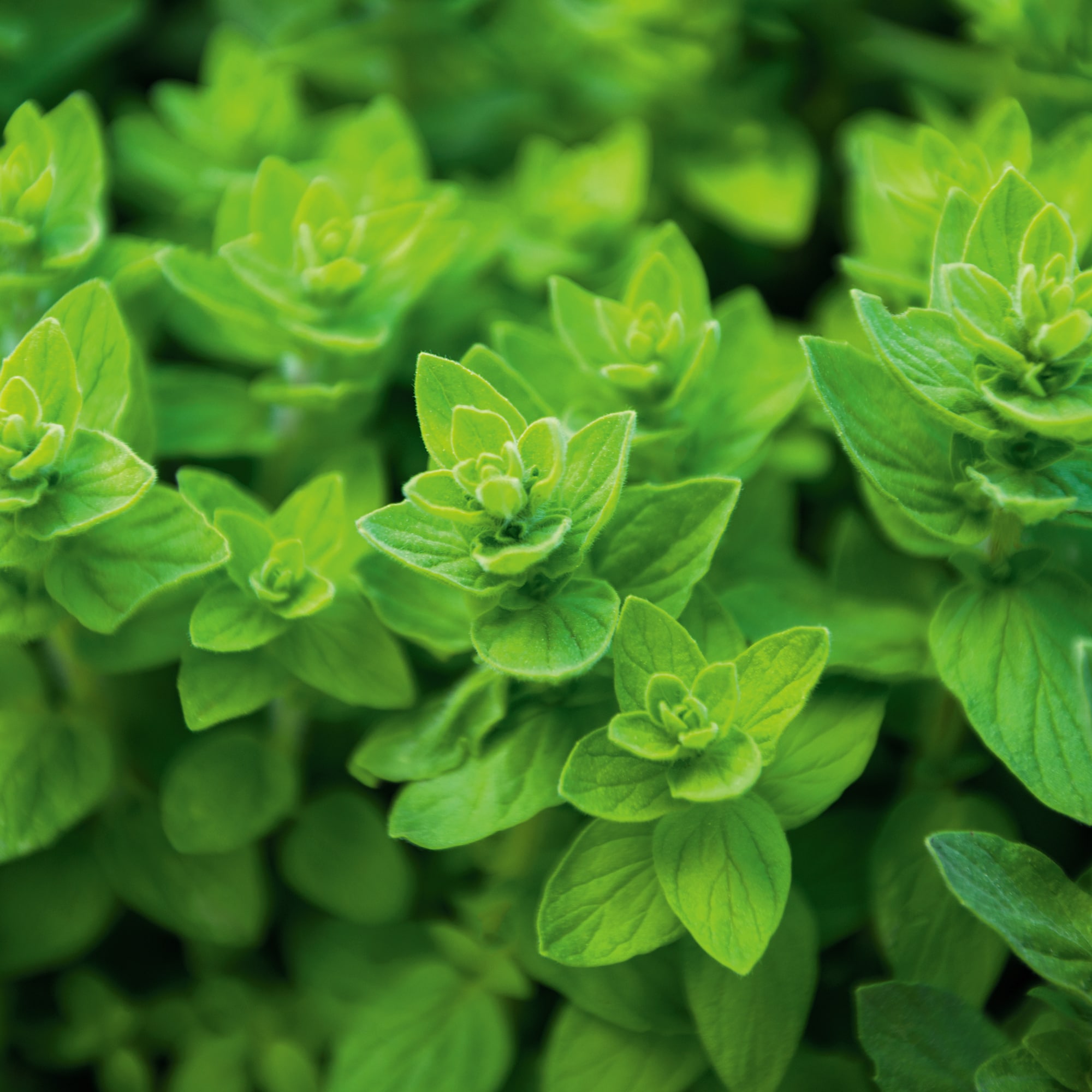 Back to the Roots 50060 Vegetable-Herb-Seeds - View #9