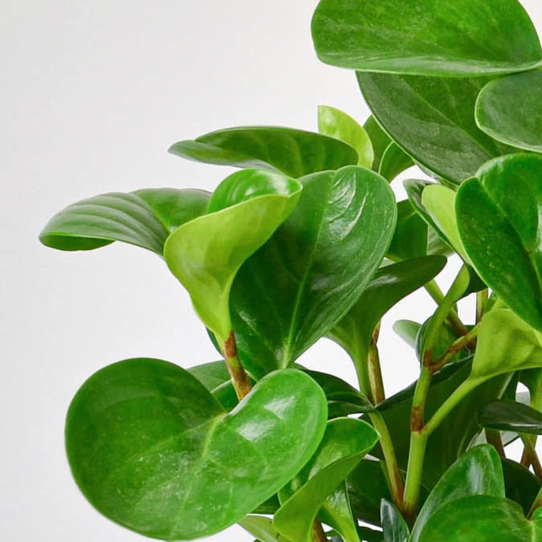 House Plant Shop 6-PEPEROMIA-THAILAND hseplants - View #3