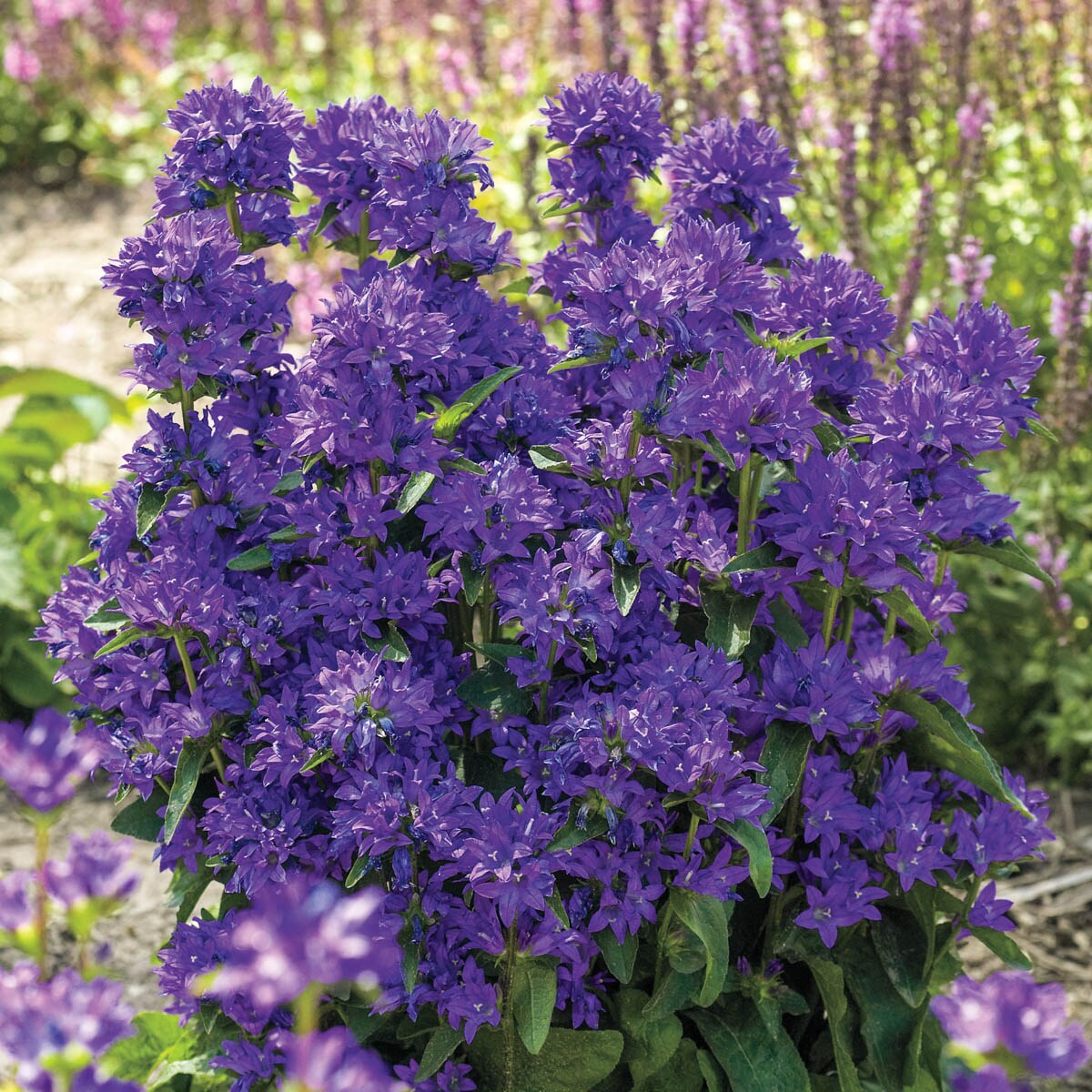 birch-hybrid-bellflower-campanula-perennial-plant-perennials-at-lowes