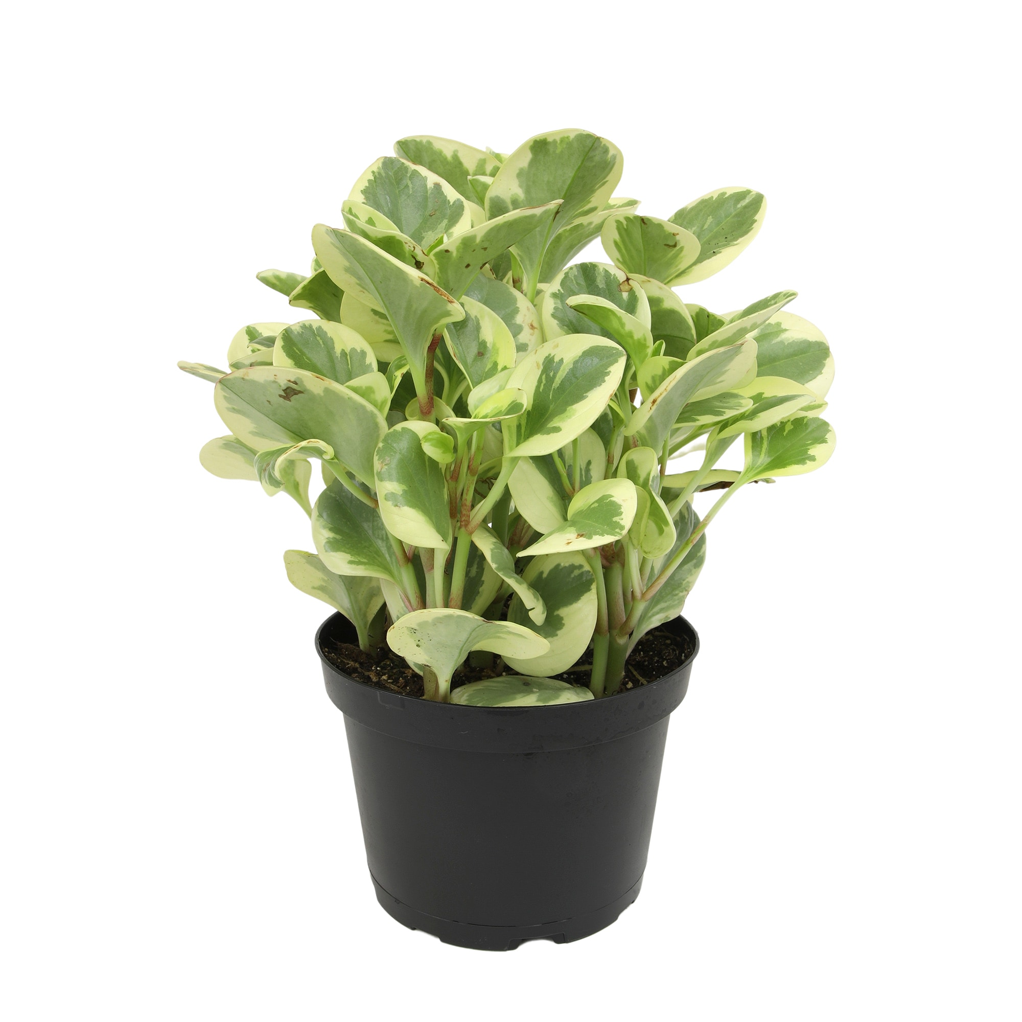 Altman Plants 0881610 Peperomia Citrus Twist House plant in 6 Inch(es) Pot 1 -Pack