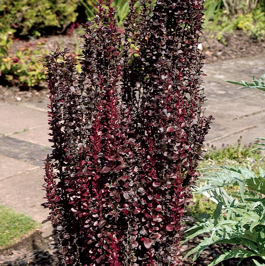  NURSERY Helmond Pillar Barberry Accent Shrub in 9.64-Gallon Pot