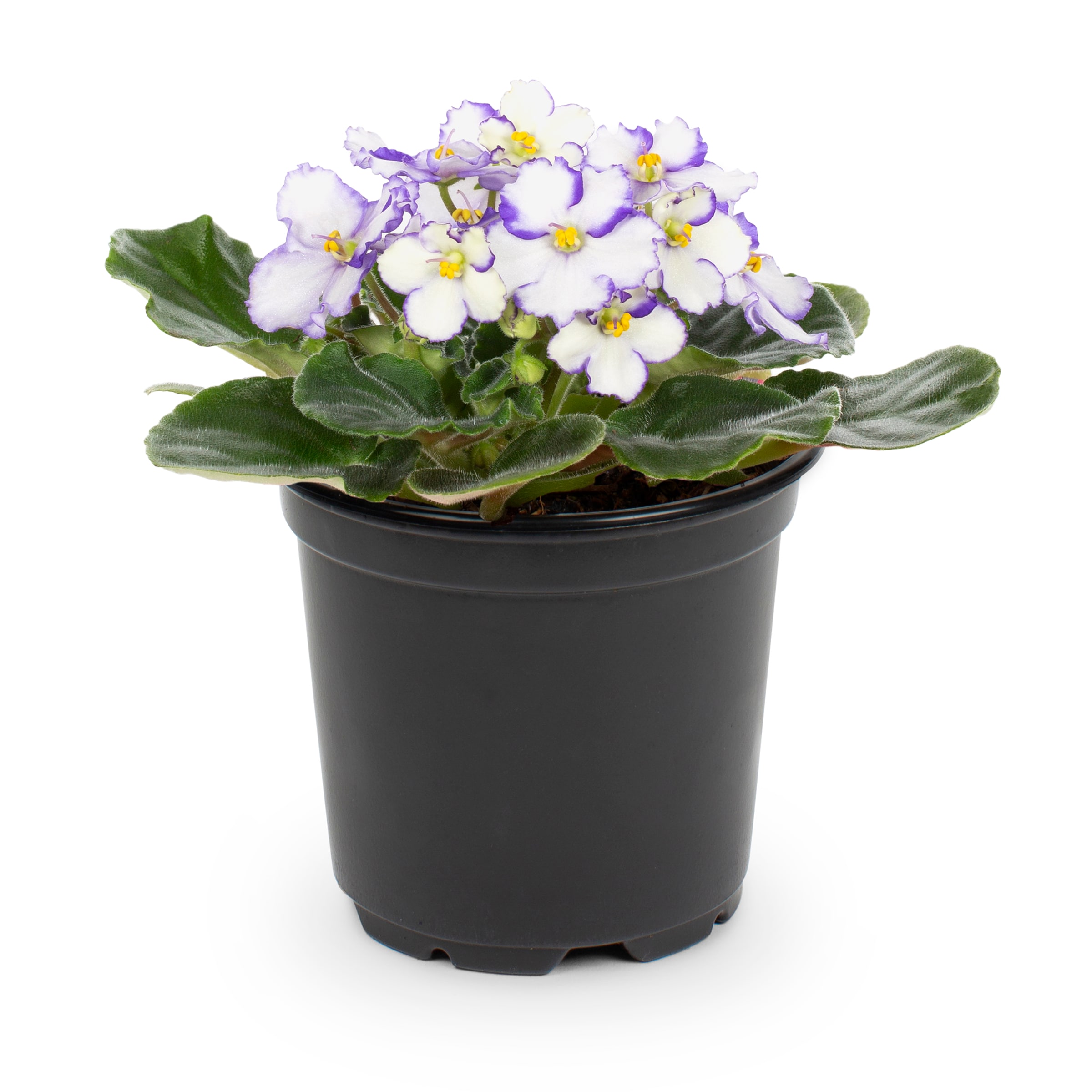 African Violet House Plants at Lowes.com