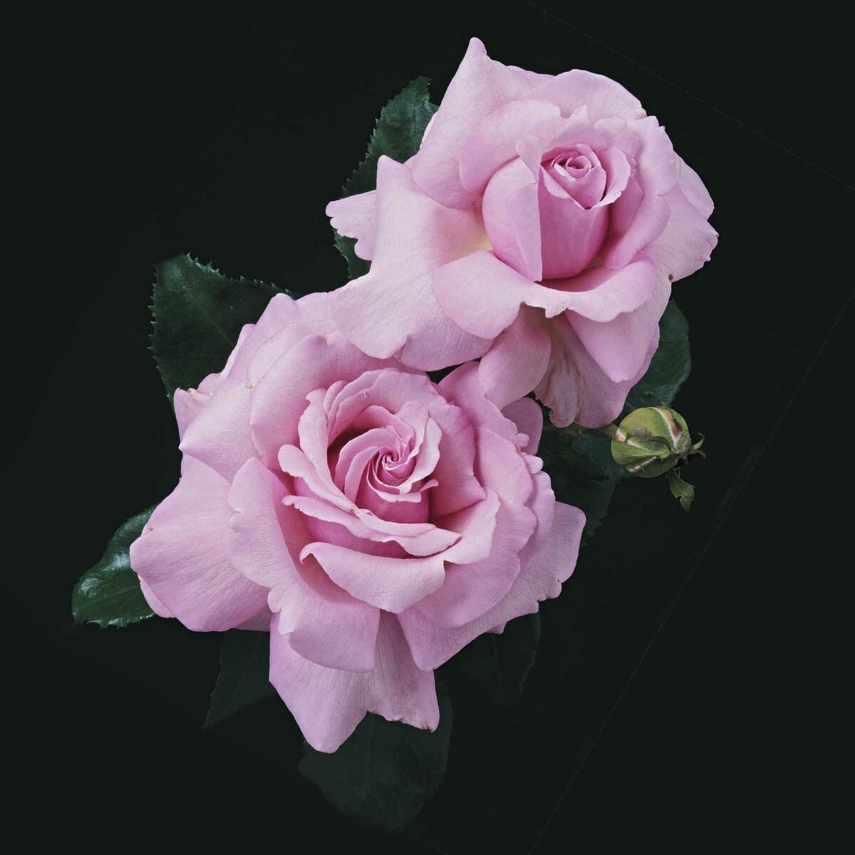 Spring Hill Nurseries 92367 roses - View #3