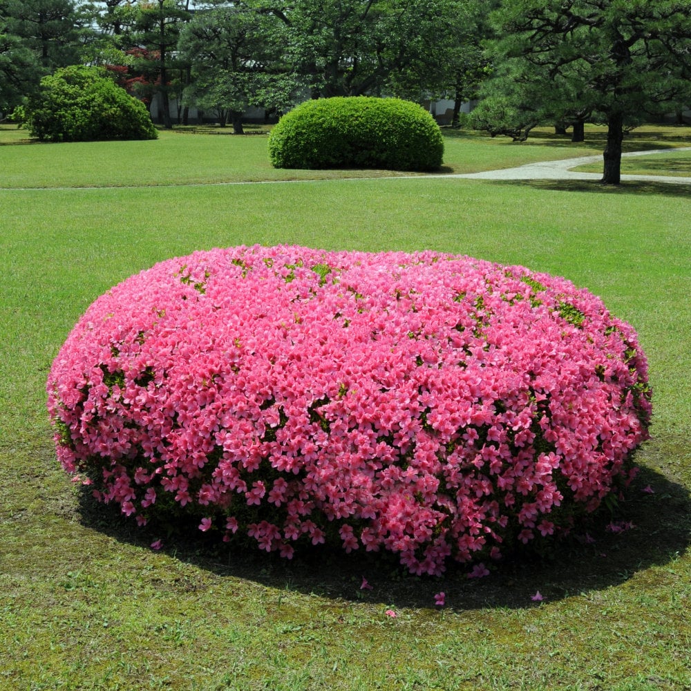 National Plant Network LW7756 shrubs - View #4
