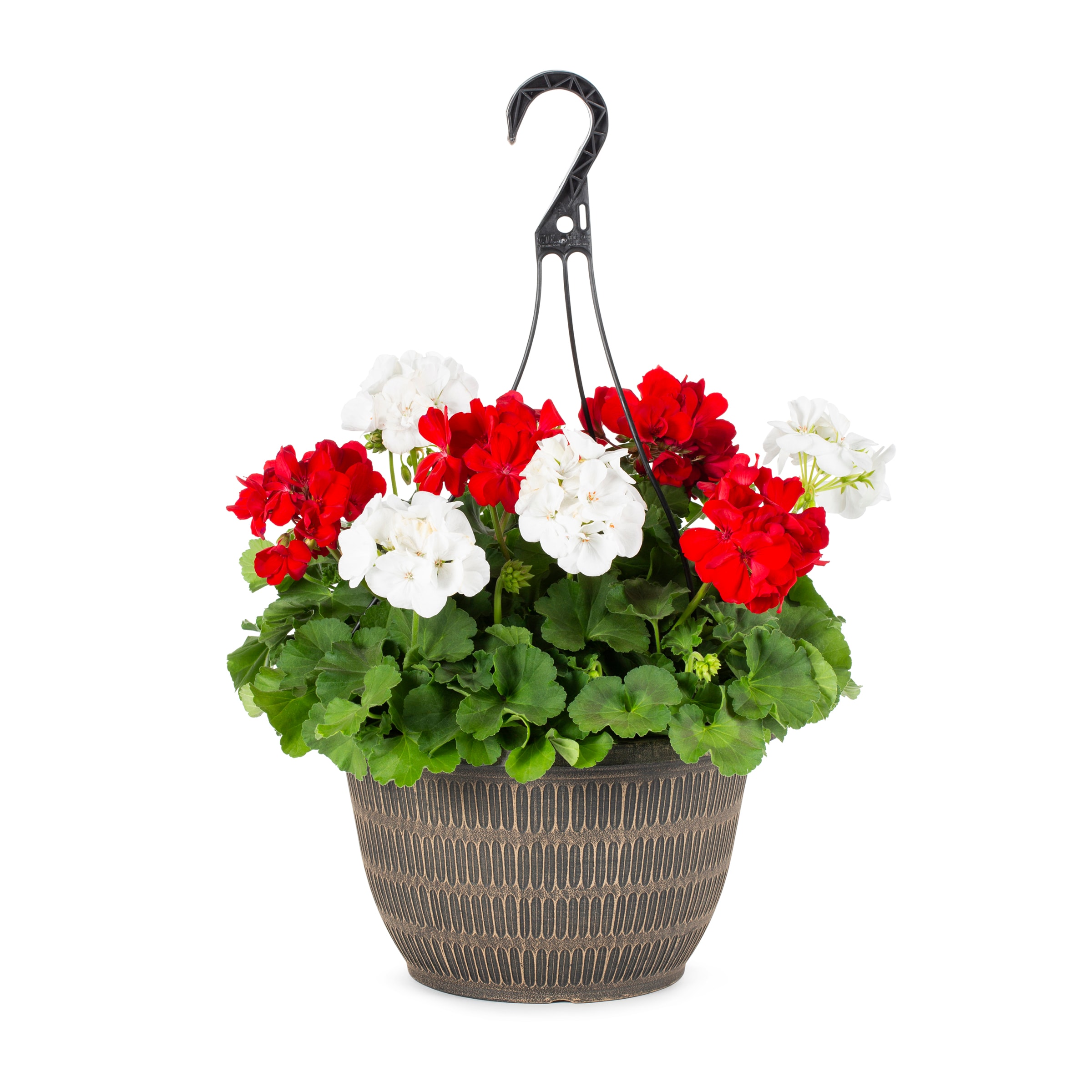 Lowe's Multicolor Mixed Annuals Combo in 2-Gallon Hanging Basket in the ...