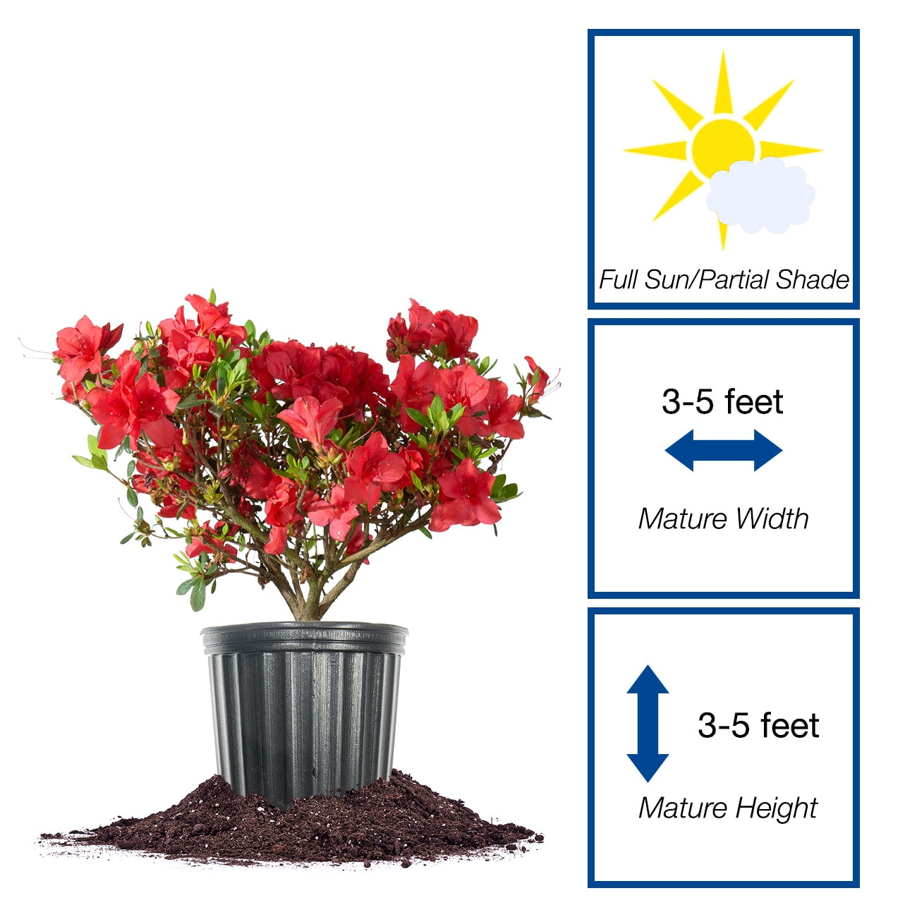 Perfect Plants LOREDRUFFLEAZALEA1G shrubs - View #2