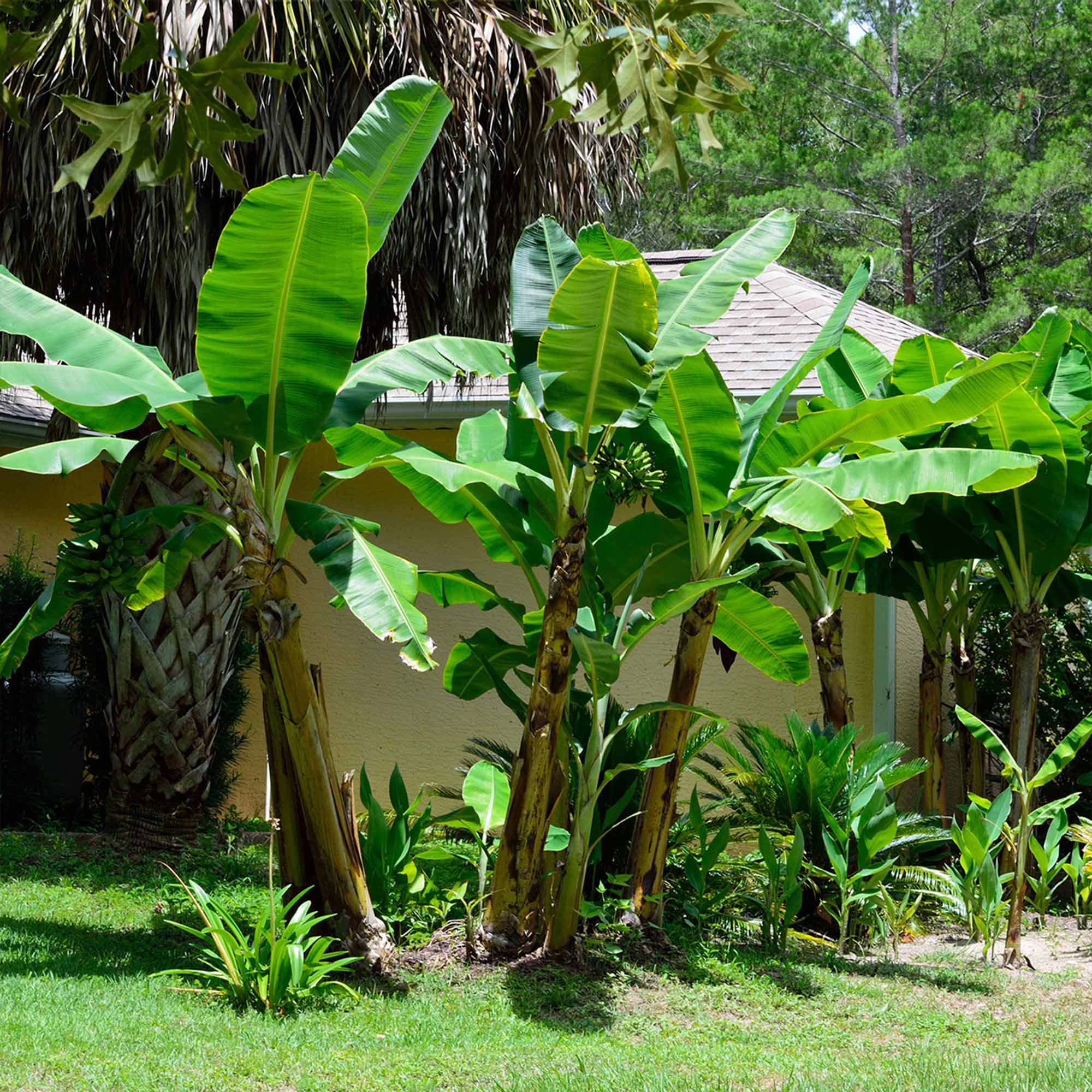 Perfect Plants Dwarf Cavendish Banana 1 Gal. in the Trees department at ...