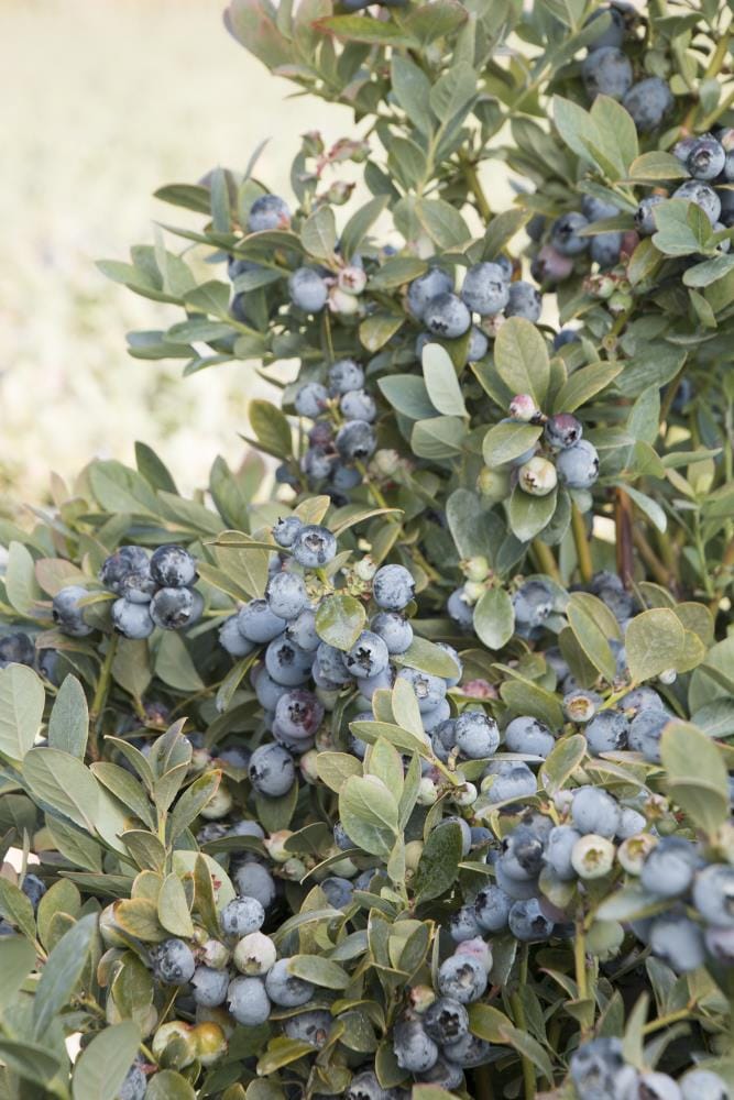 Lowe's NURSERY Blueberry Shrub in 1 -Gallon Pot