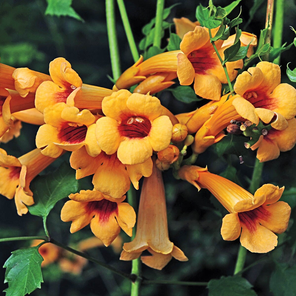 Spring Hill Nurseries 80450 in Bareroot Sunrise Gold Trumpet Vine