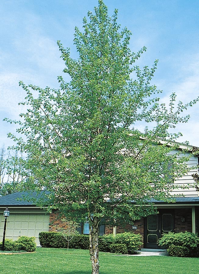 12.68-Gallon Feature Tree River Birch In Pot (With Soil) in the Trees ...