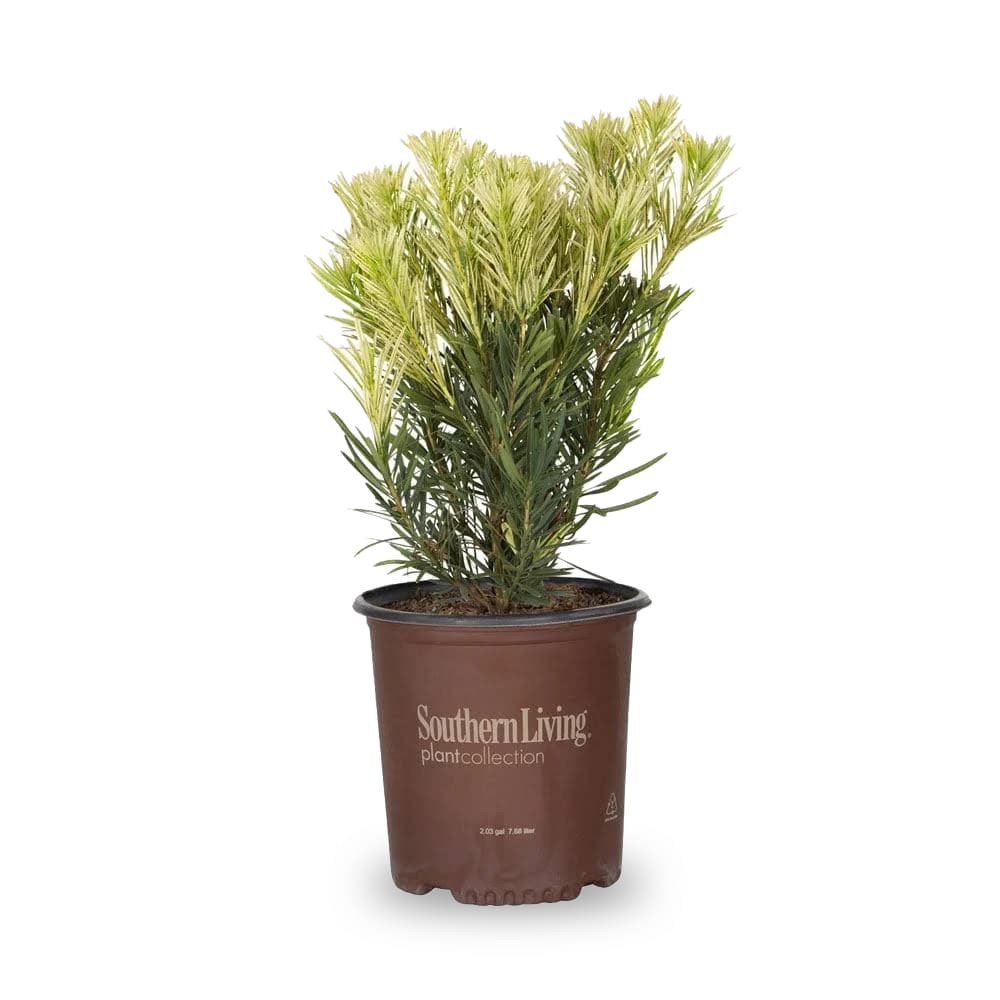 Lowe's 48422 Roman Candle#8482 Podocarpus Accent Shrub in 2.00 -Gallon Pot 1 -Pack