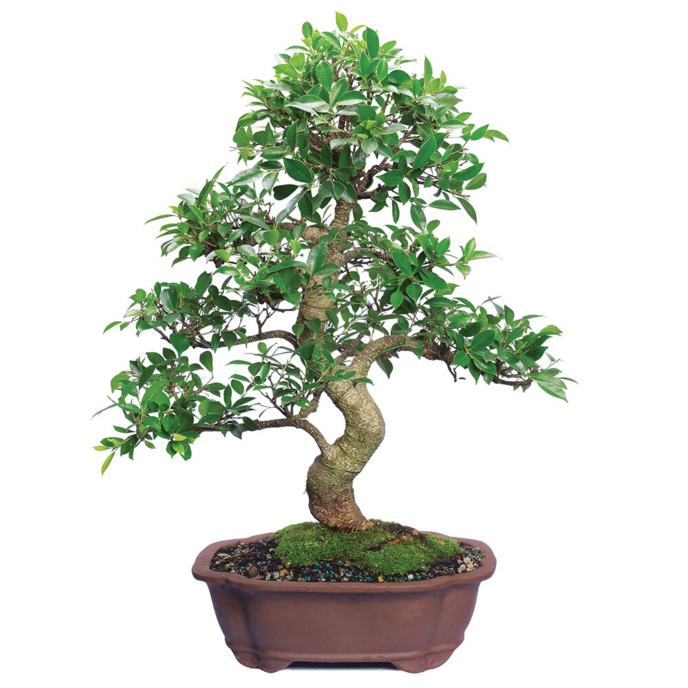 Brussel's Bonsai Golden Gate Ficus House Plant in 14-in Planter at ...