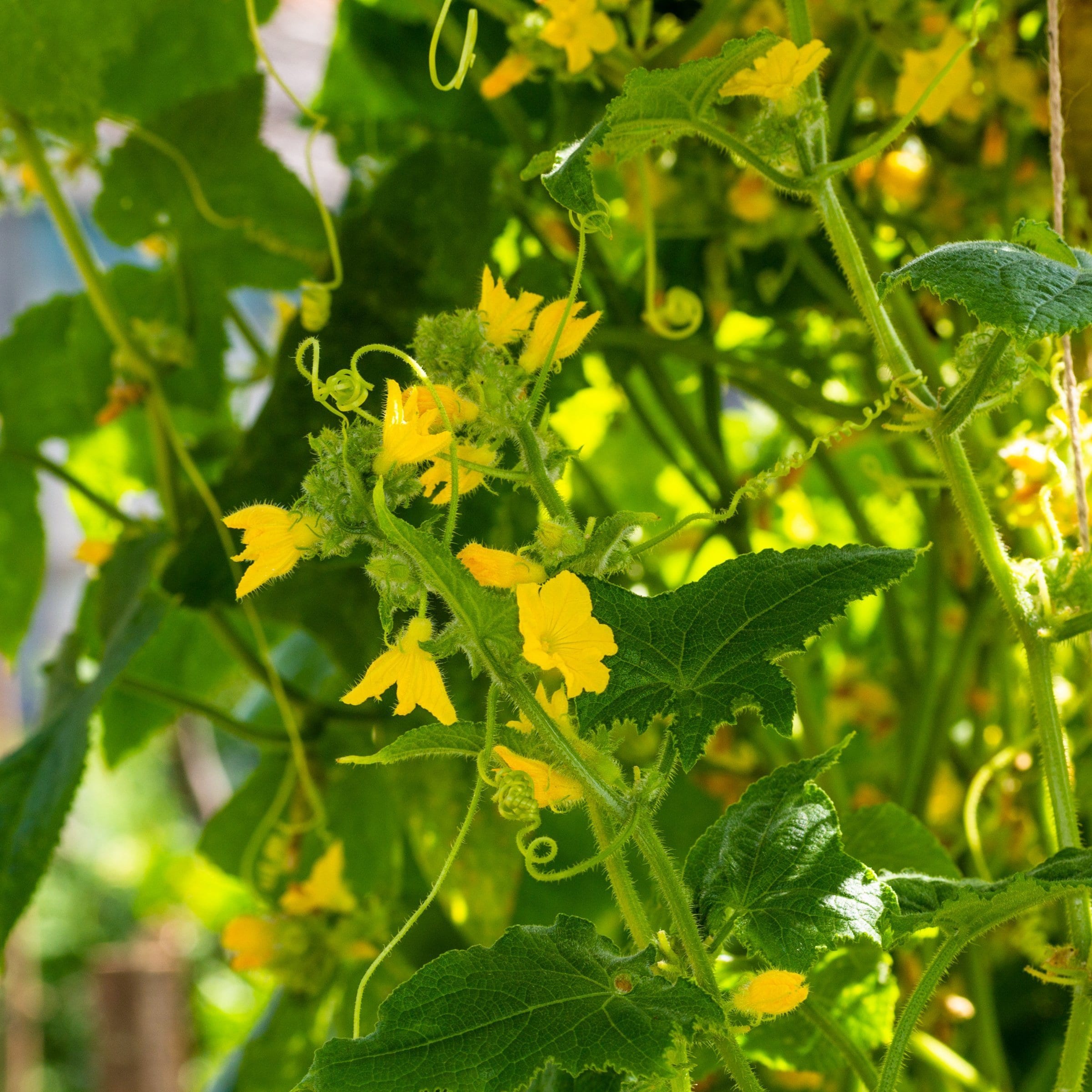 National Plant Network LW2585 Vegetable-Plants - View #11