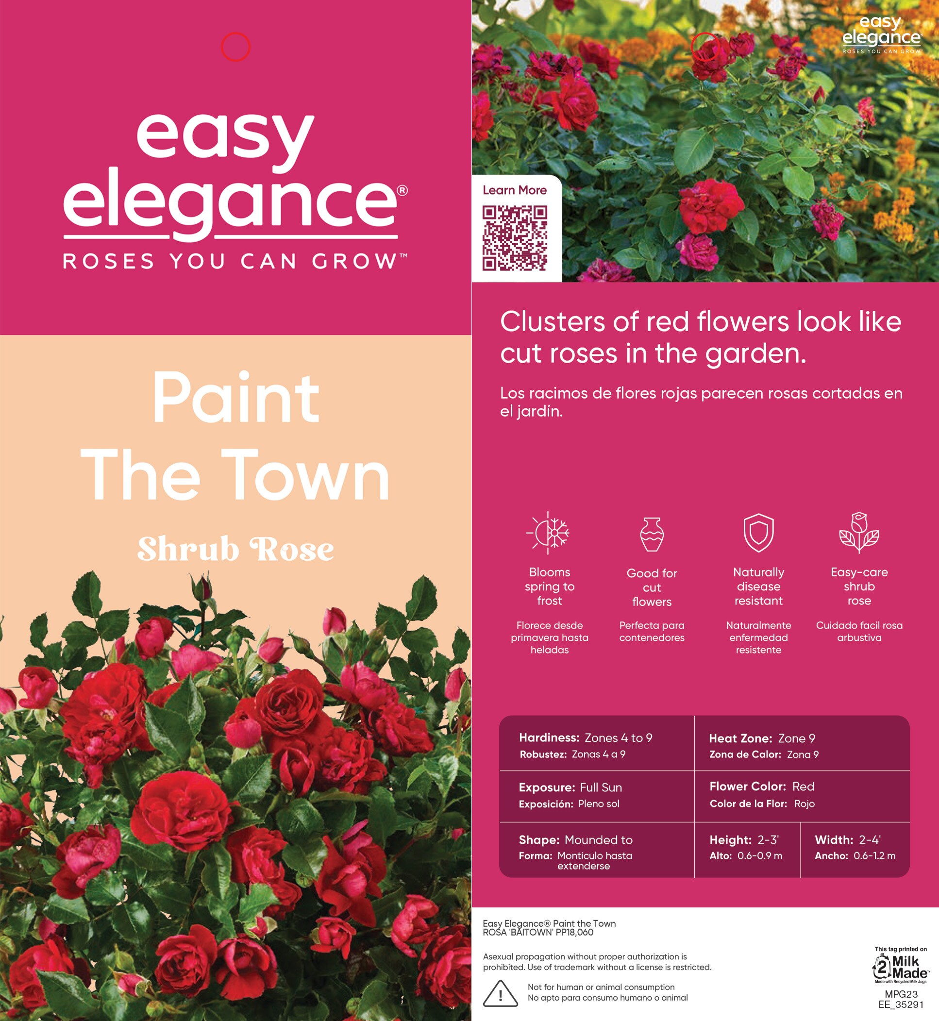 Lowe's NURSERY roses - View #7