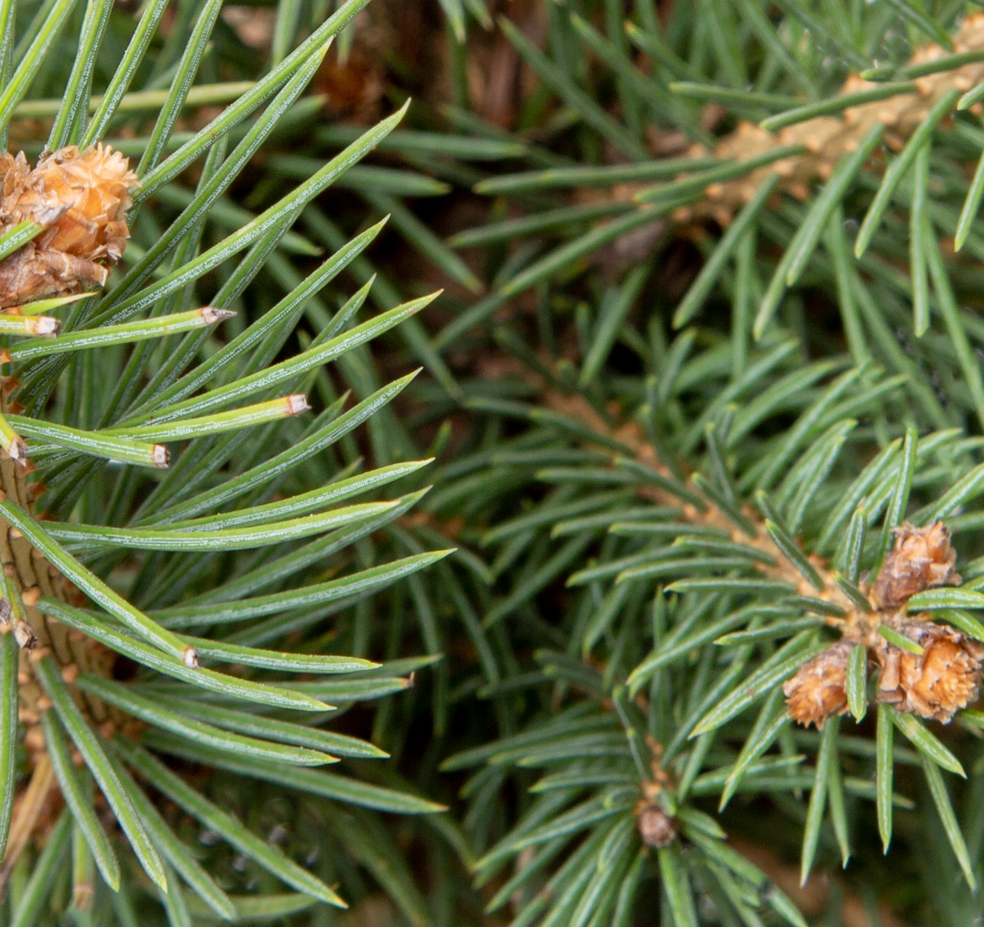  585003KZ shrubs - View #2