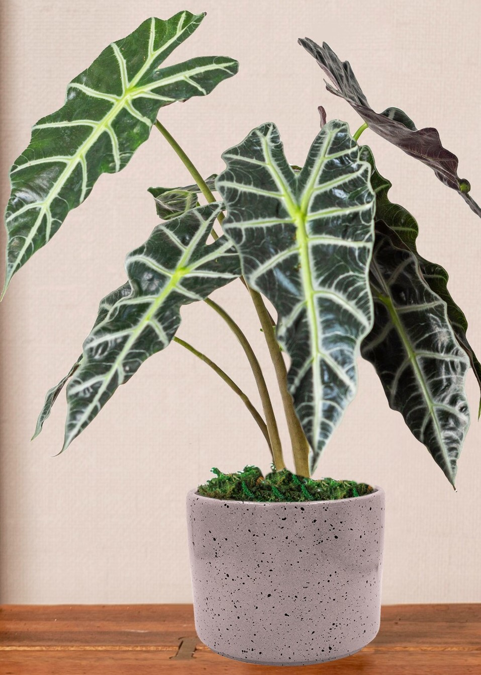 LiveTrends Natural Foliage Live Alocasia Polly Plant House Plant in 6 ...