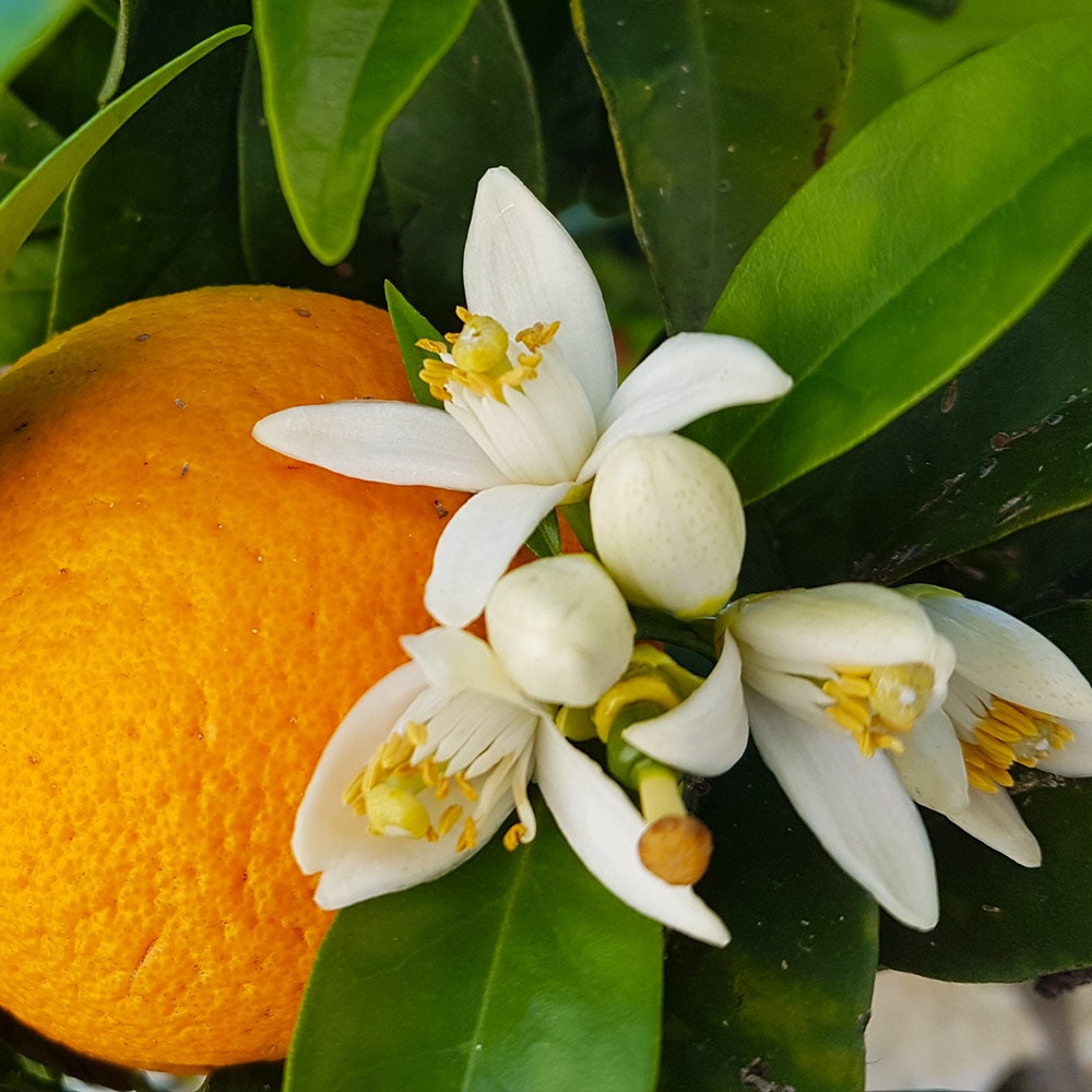 Brighter Blooms 10233 Fruit-Plants - View #3