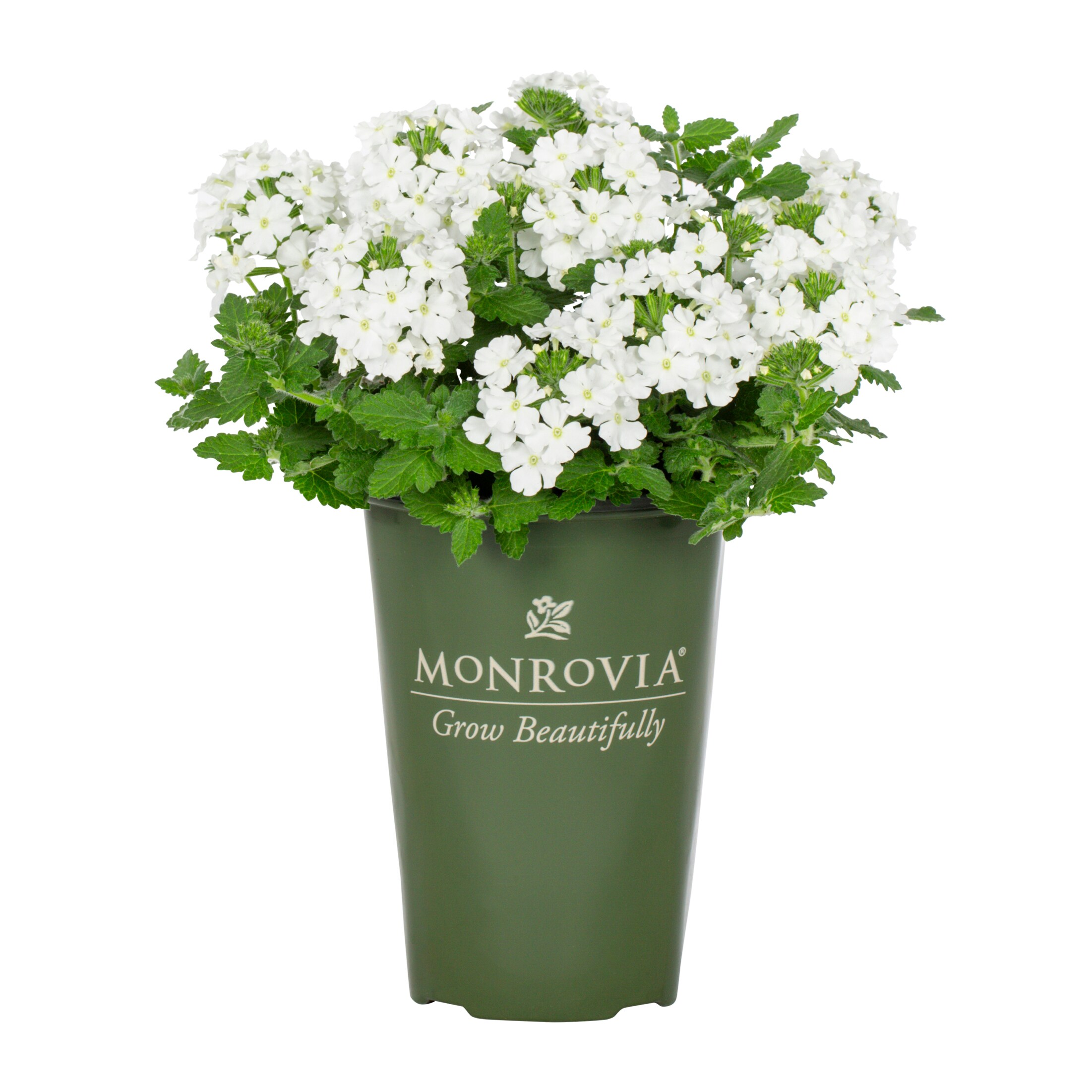 Monrovia 5016 annuals - View #6