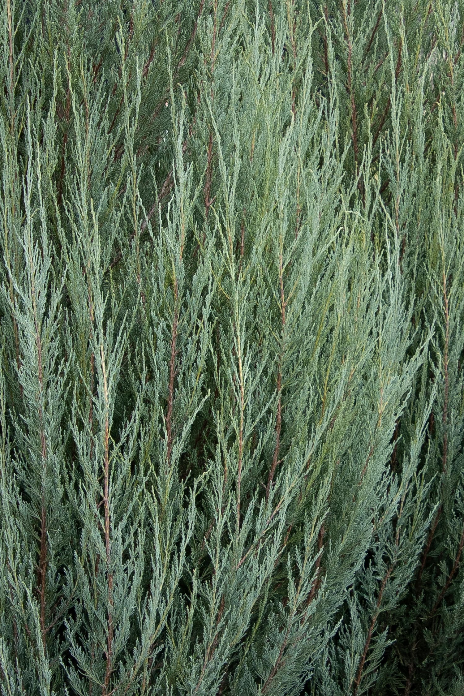 Monrovia 054001 shrubs - View #2
