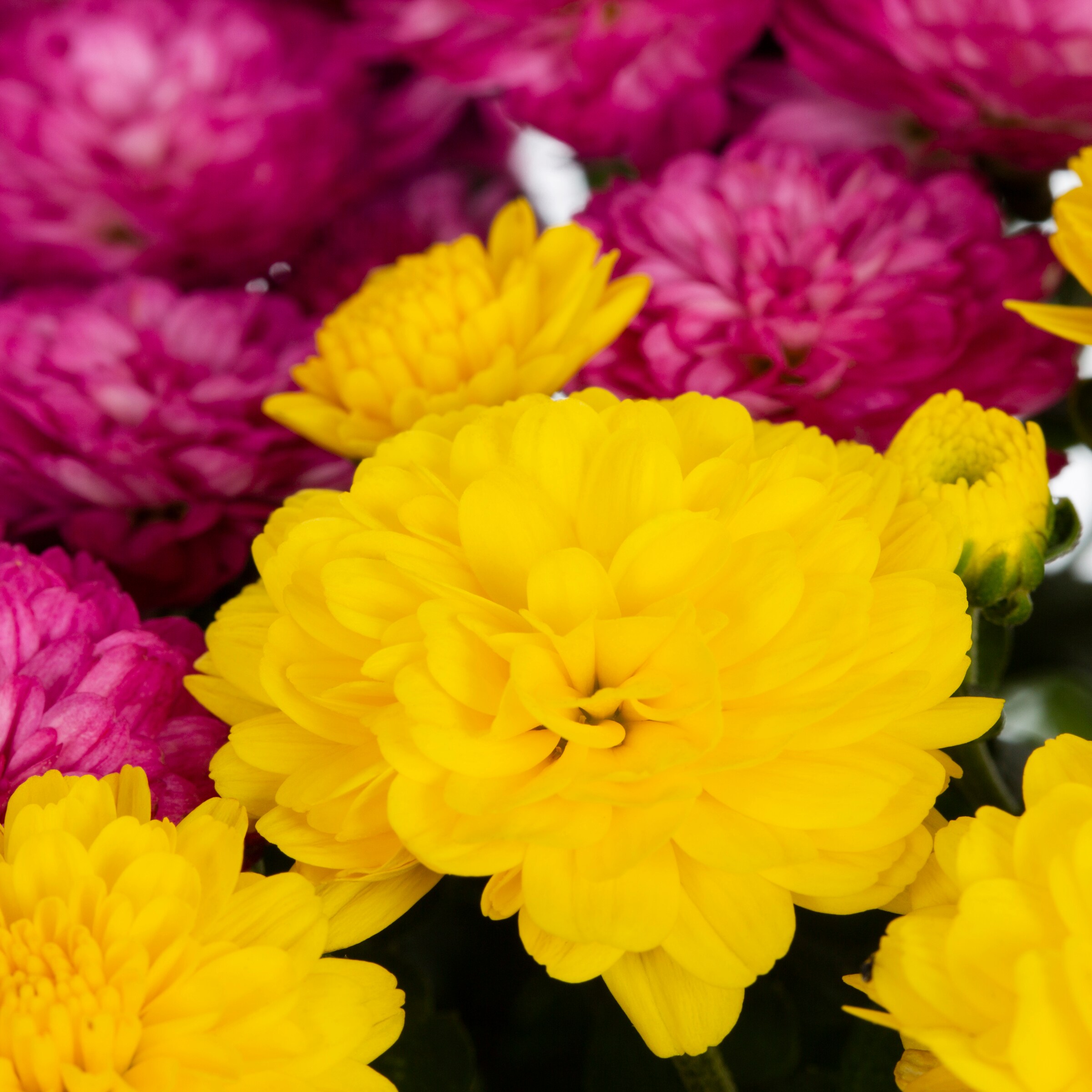Ready Refill 858322 annuals - View #2