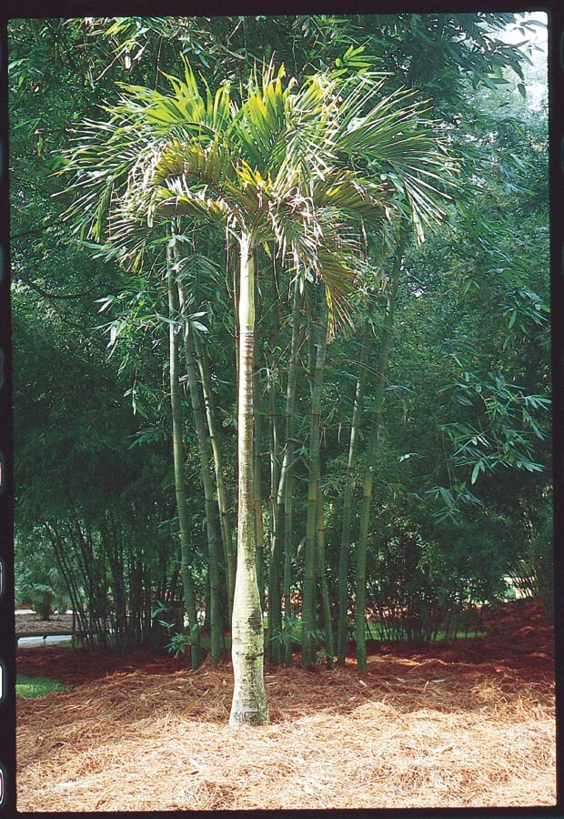  NURSERY Adonidia Palm