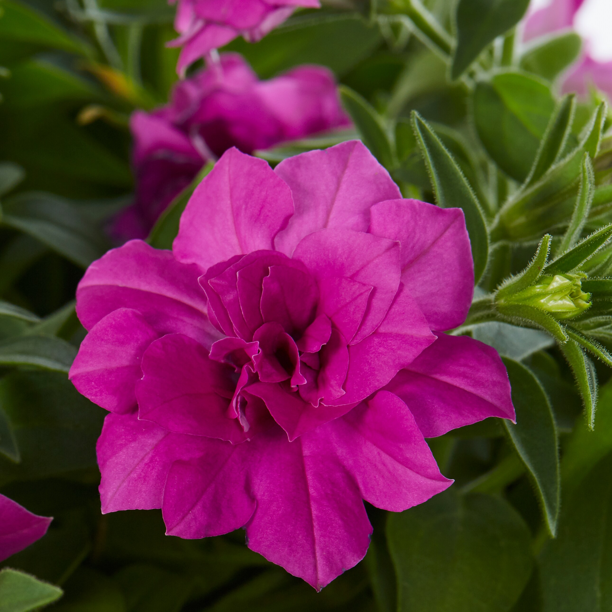 Lowe's NURSERY annuals - View #9