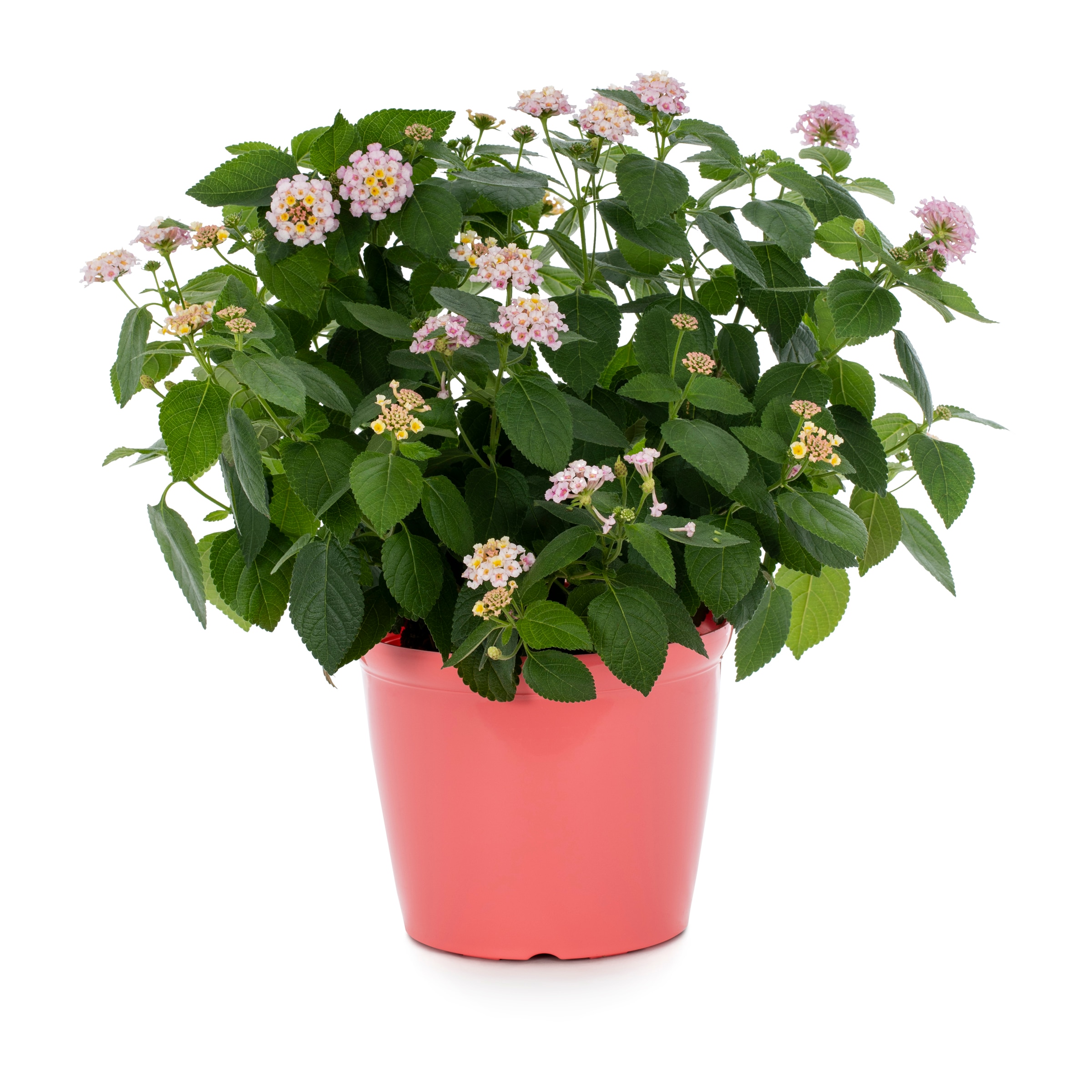 Lowe's NURSERY Multicolor Lantana, shrub verbena in 3 Quart(s) Planter 2 -Pack