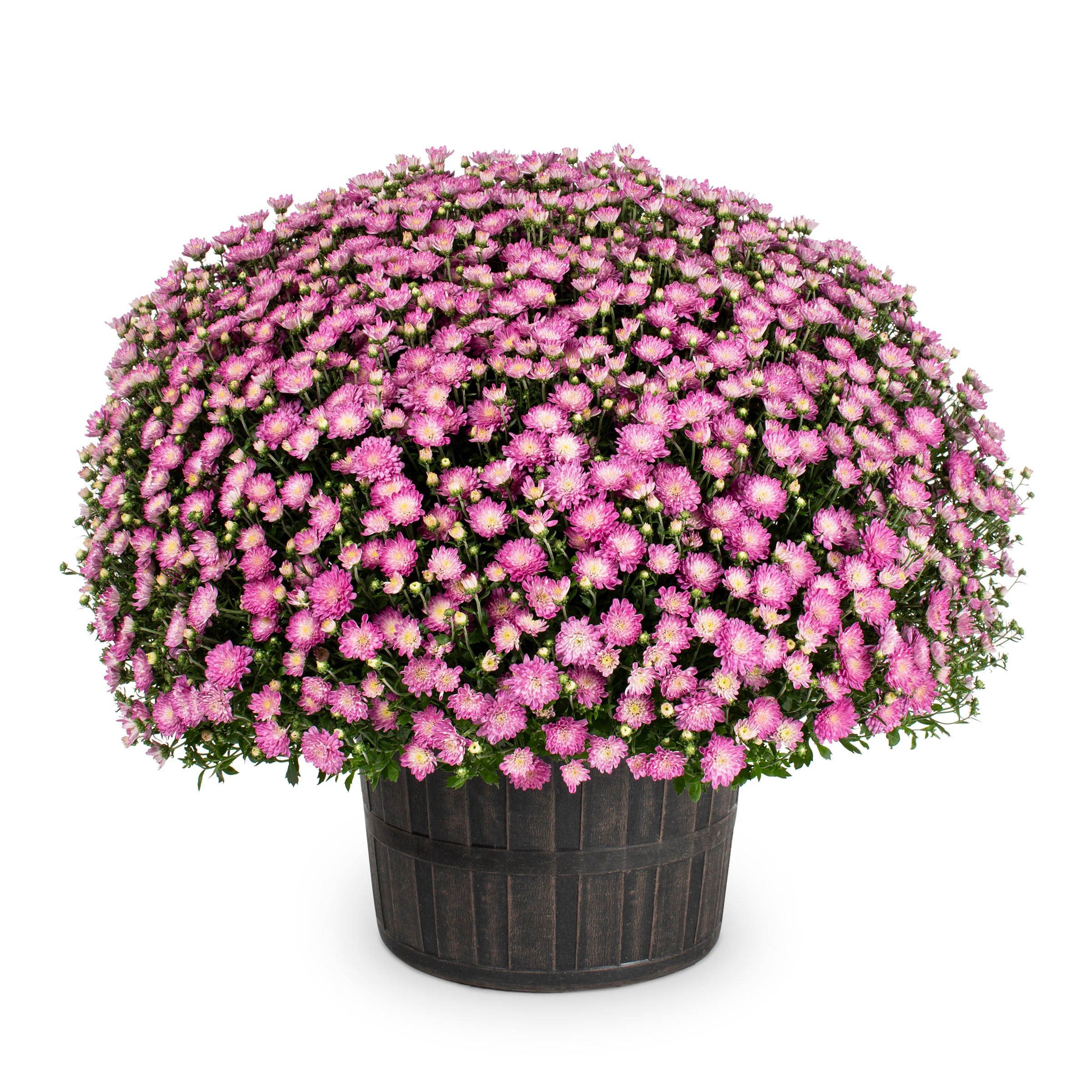 Lowe's NURSERY Multicolor Flower in 3-Gallon Pot