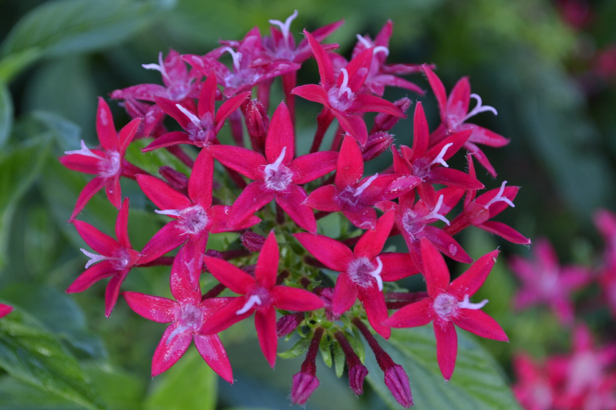 Costa Farms S-PN4-G-POT-08-LW annuals - View #2