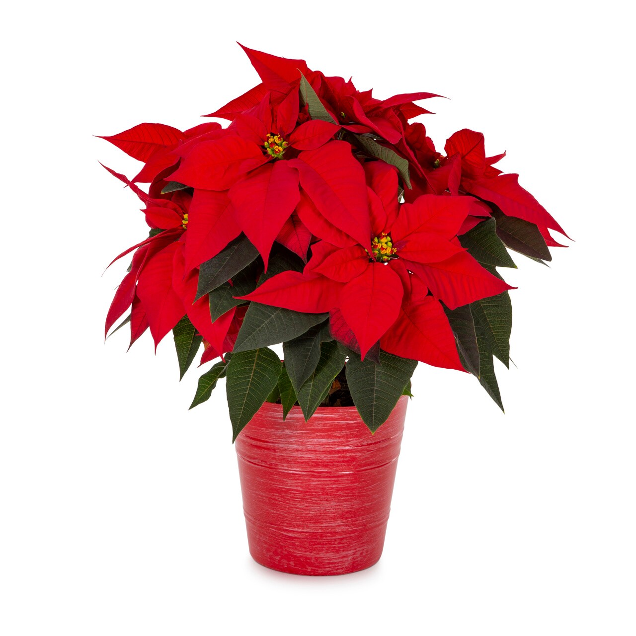 Lowe's 5340067 Fresh-Cut-Christmas-Decorations - View #3