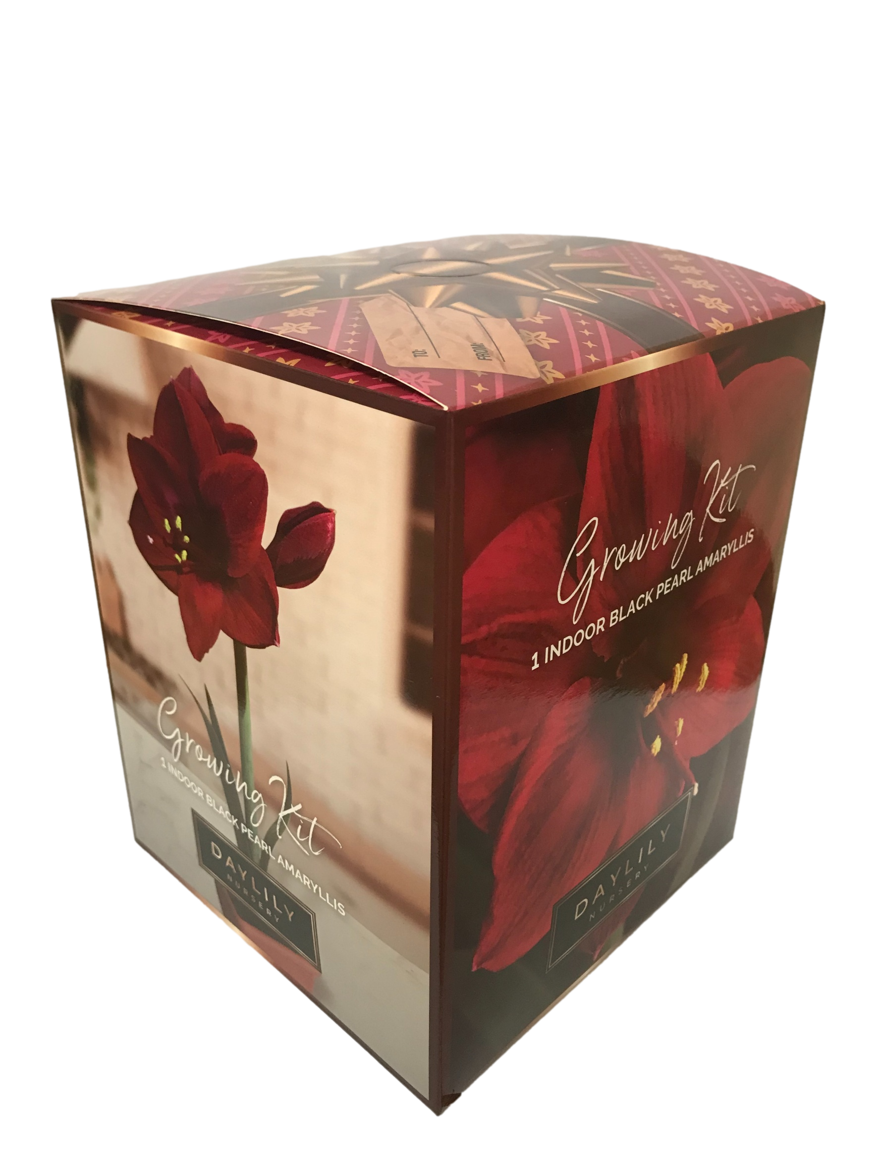 Daylily Nursery 22021 Purple Amaryllis Plant in 1 -Pack Plantable container 1 -Pack