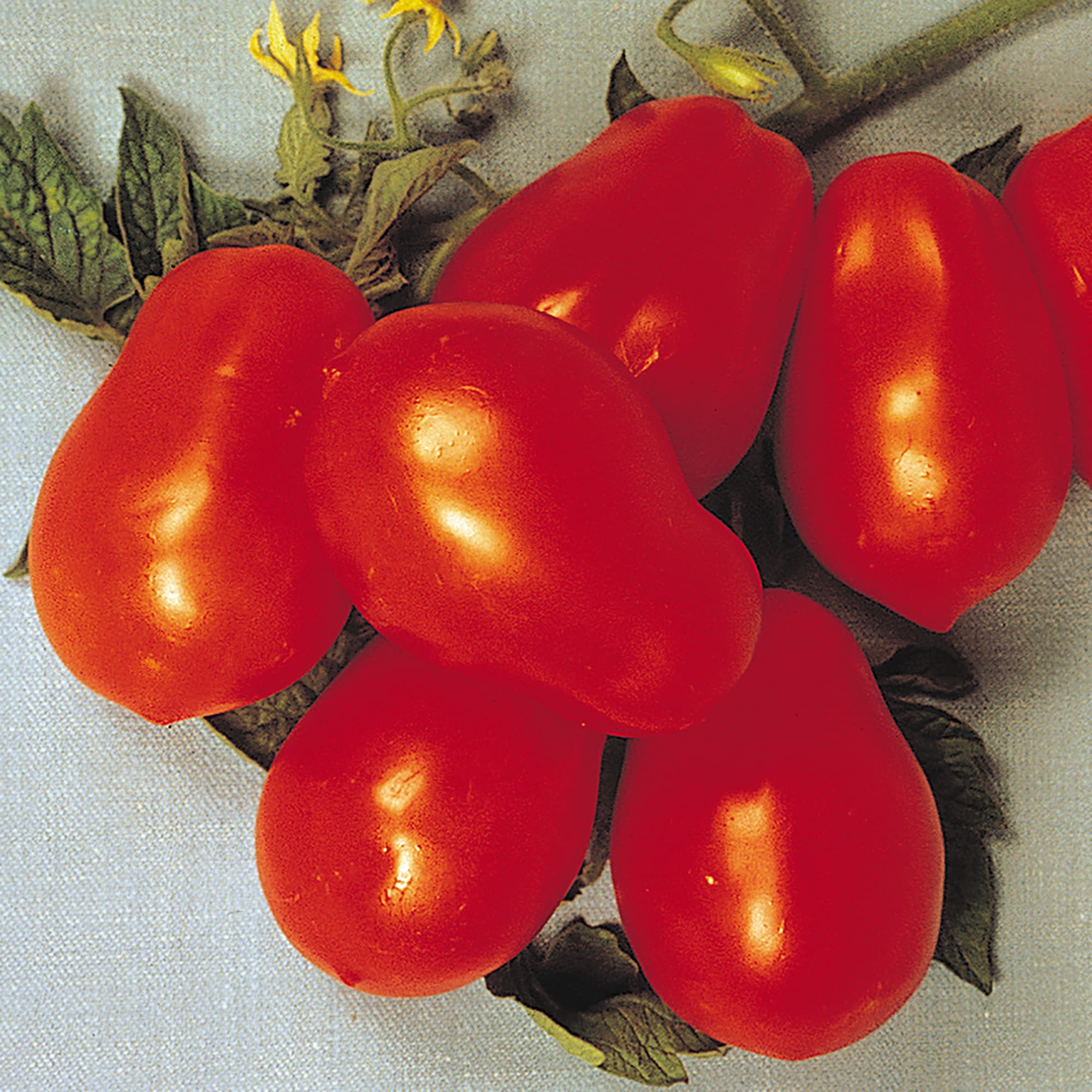 Altman Plants 0873063 Vegetable-Plants - View #4