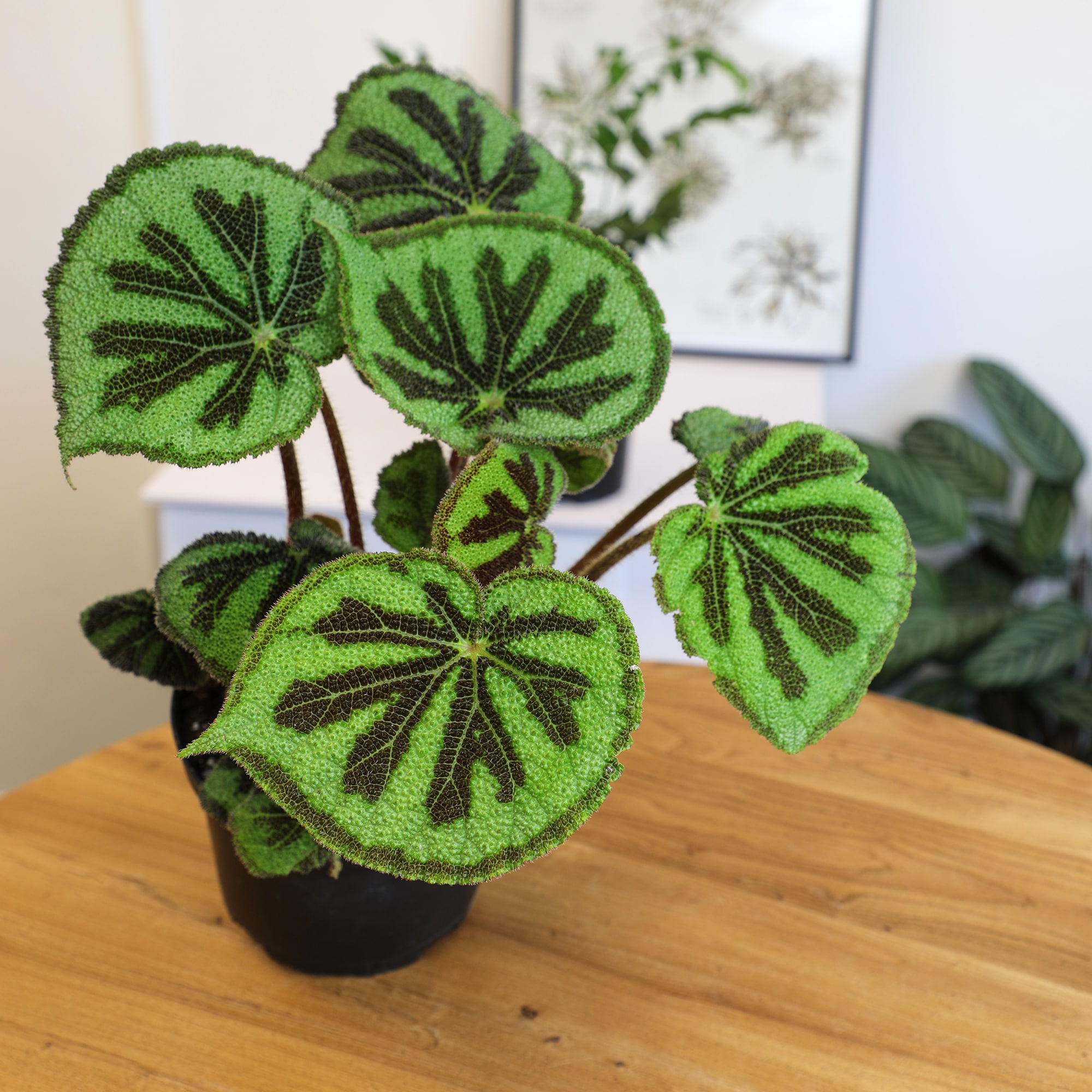 Rock Begonia Iron Cross with Black Plastic Pot