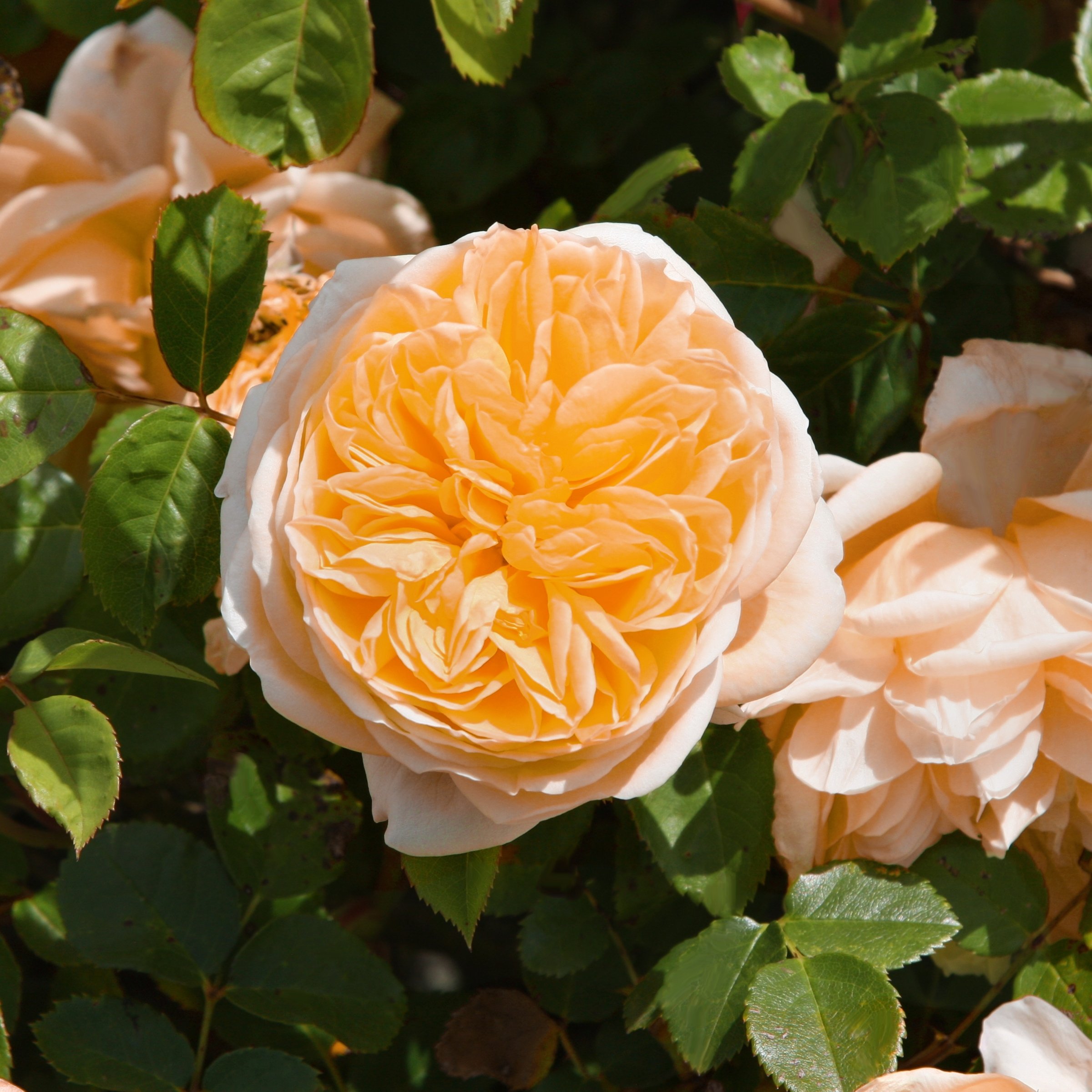 National Plant Network LW1791 roses - View #3