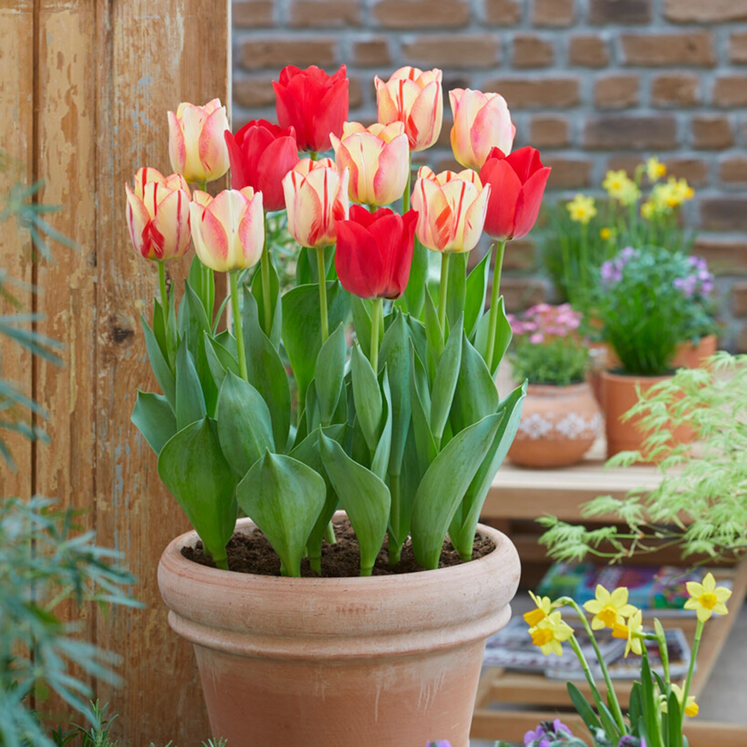 Garden State Bulb ECF-137-25-01 Plant-Bulbs - View #6