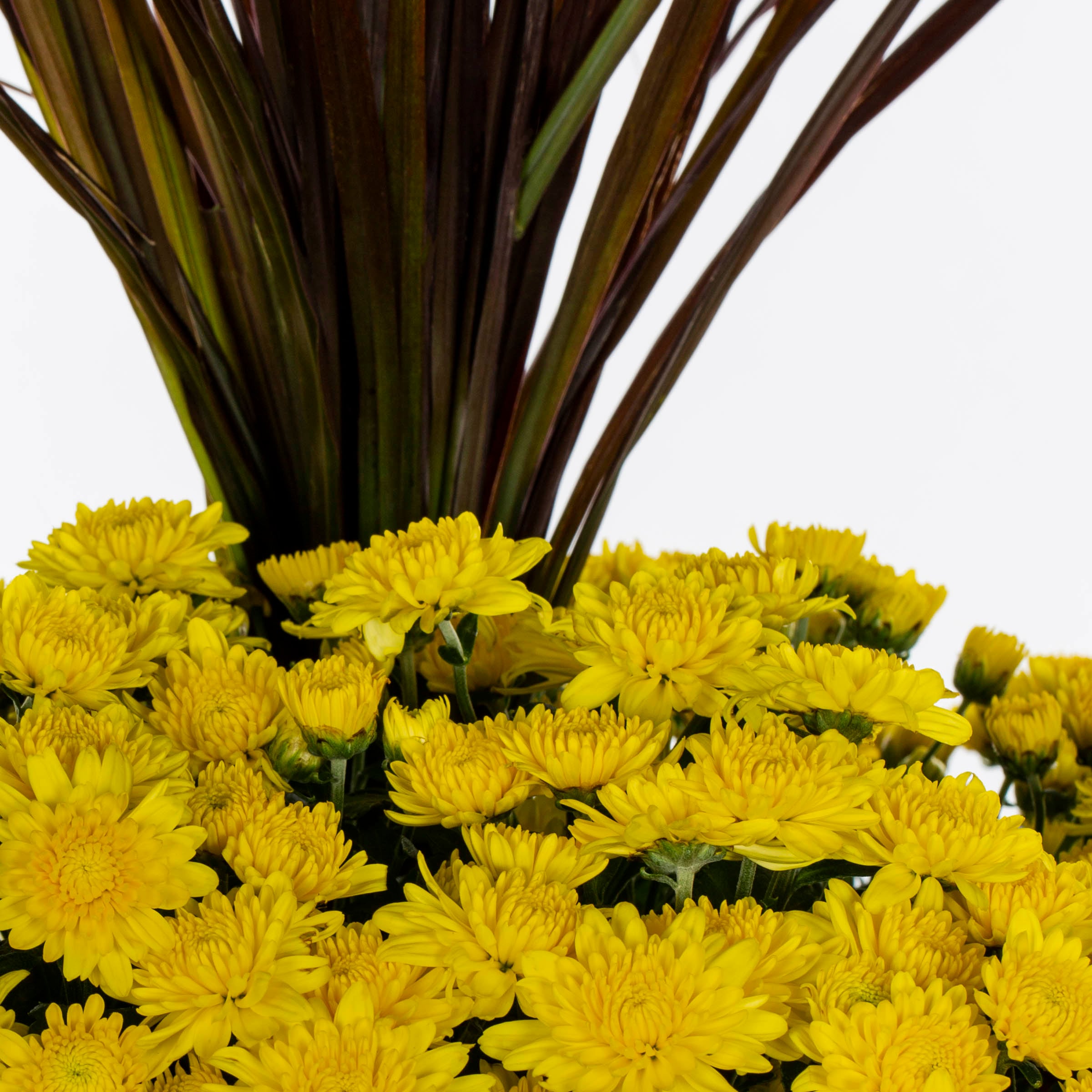 Lowe's 2147444 annuals - View #2