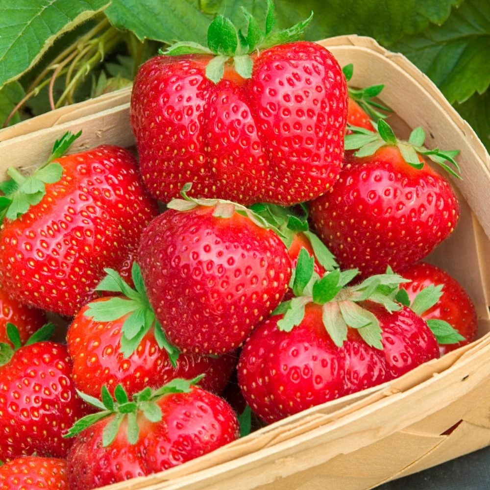 Strawberries for the Home Garden - 7.000 - Extension