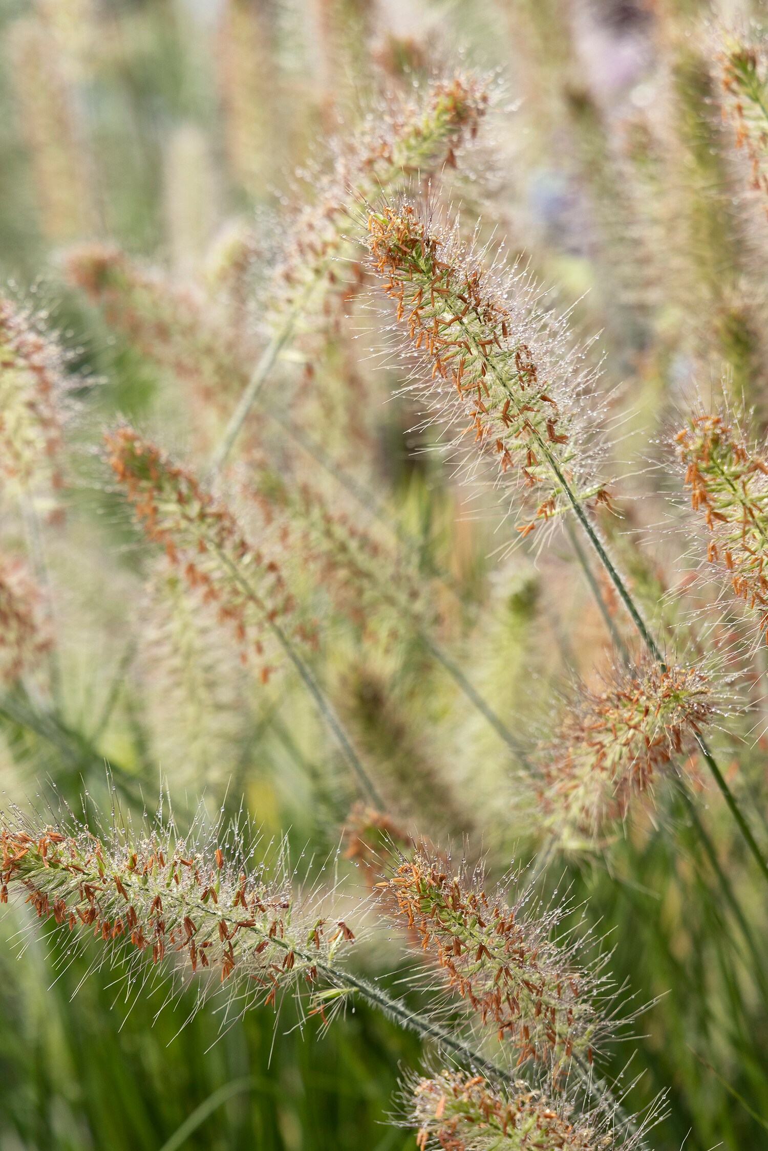 Monrovia 064262 Ornamental-Grasses - View #2