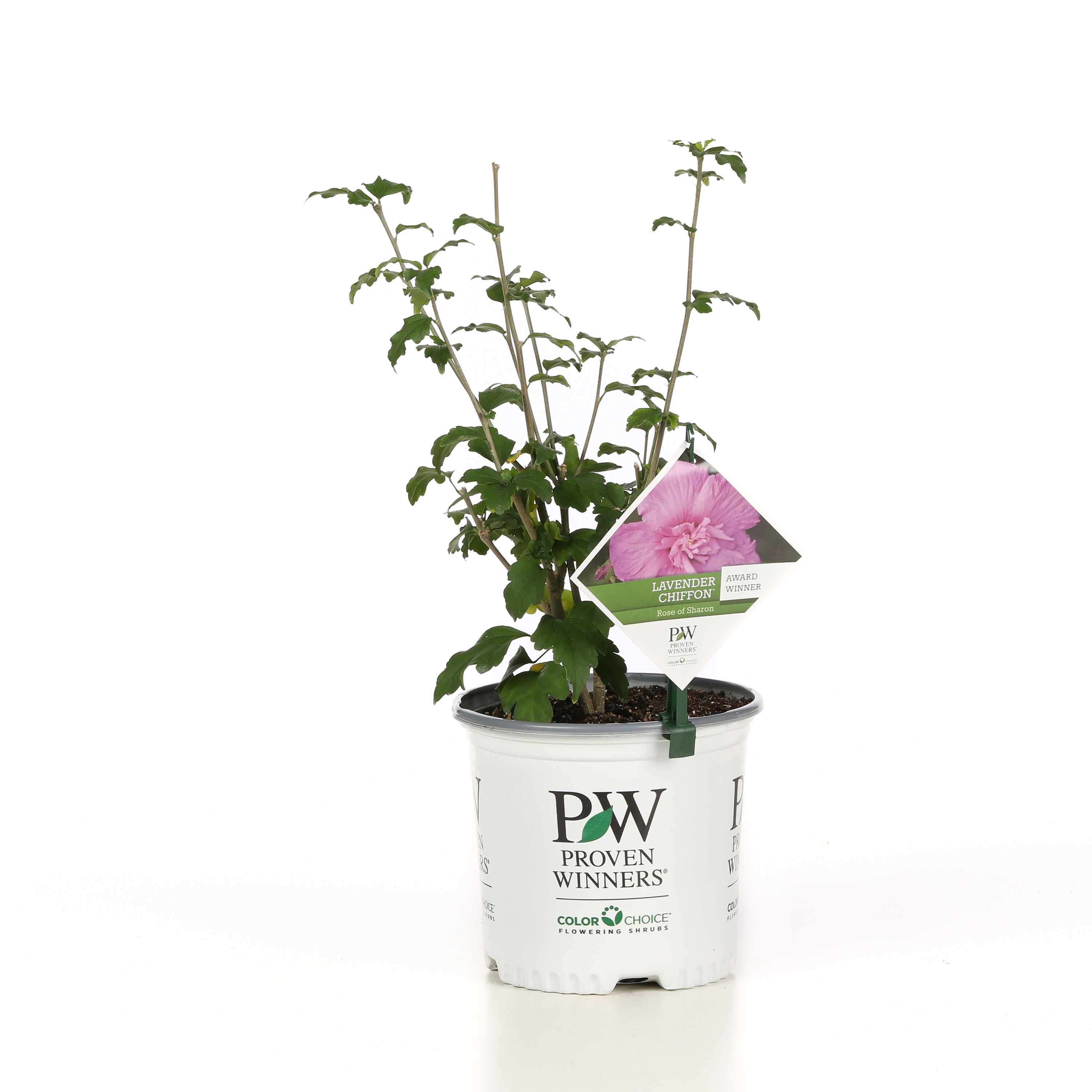 Proven Winners HIBPRC2116101 shrubs - View #3