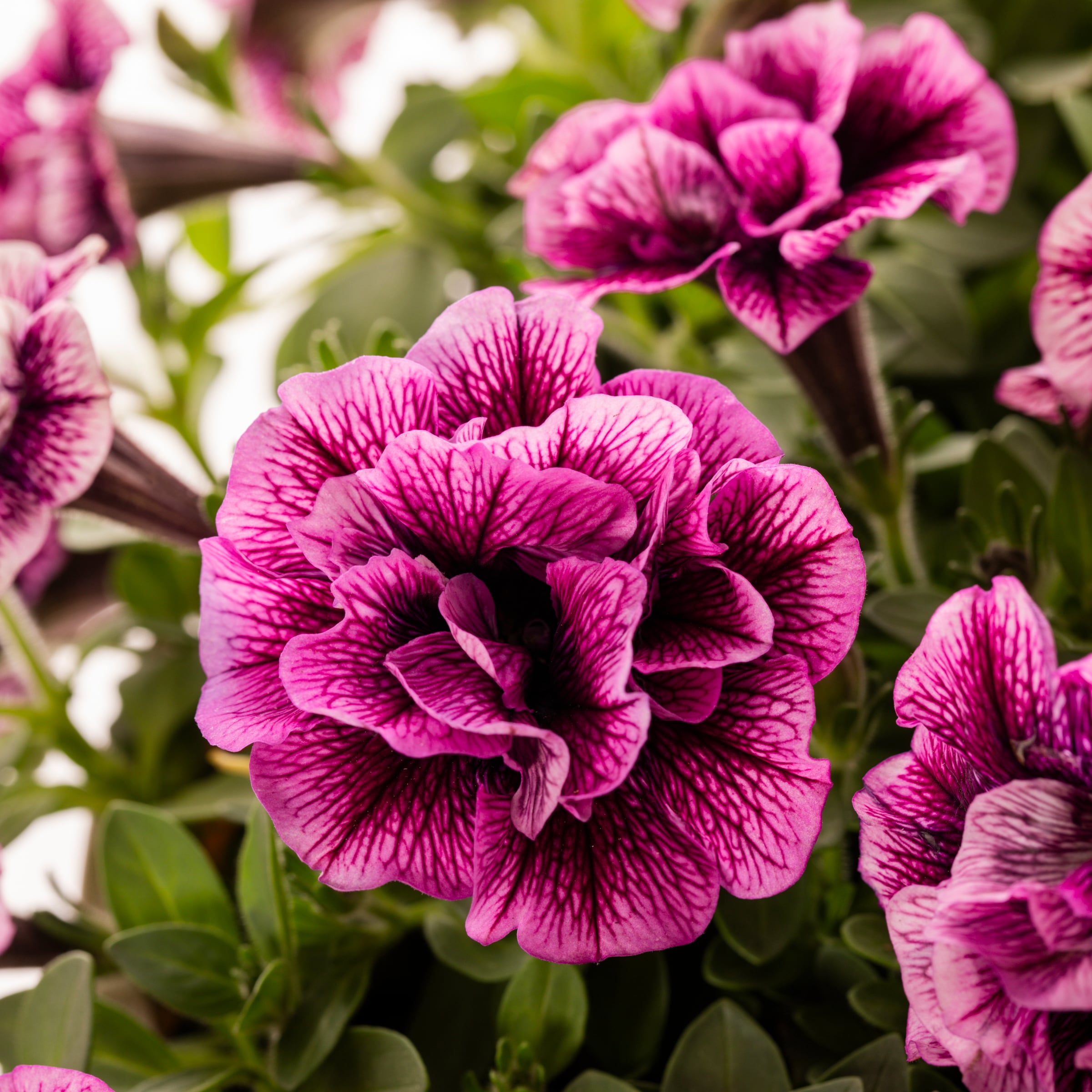 Lowe's 212713 annuals - View #2