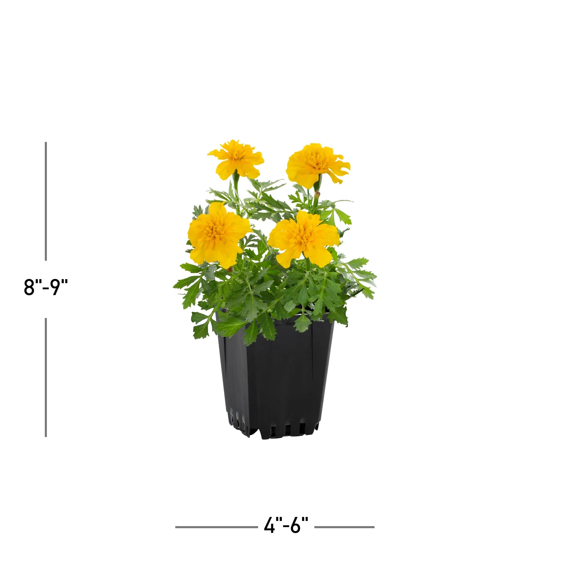  6039409 annuals - View #3