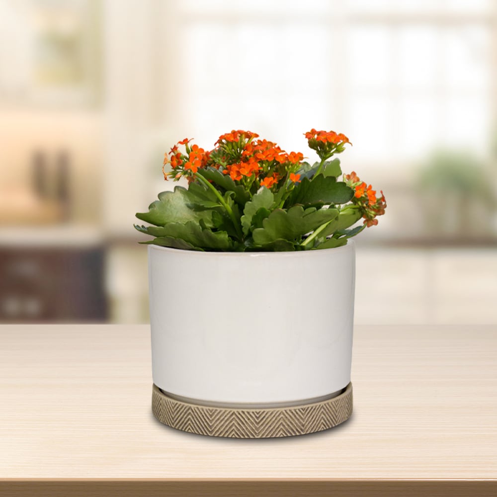 allen + roth CR00720S-060W Planter-Window-Box - View #3