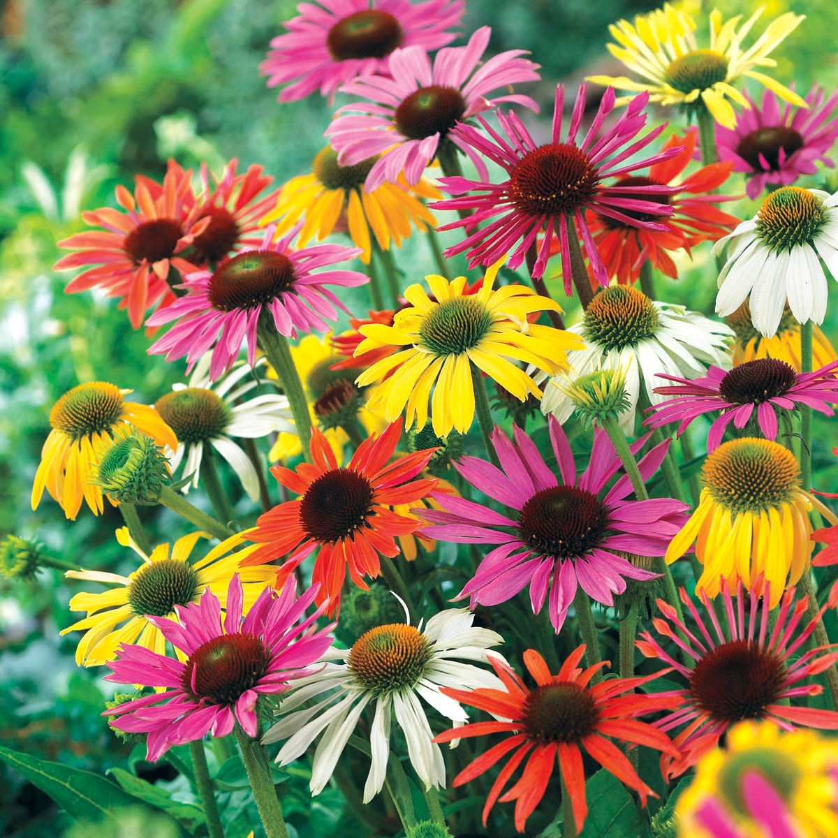 Direct Gardening 99619 Multicolor Flowering Butterfly Conefrlower Dormant Starter Plant in 1 -Pack Bareroot 5 -Pack