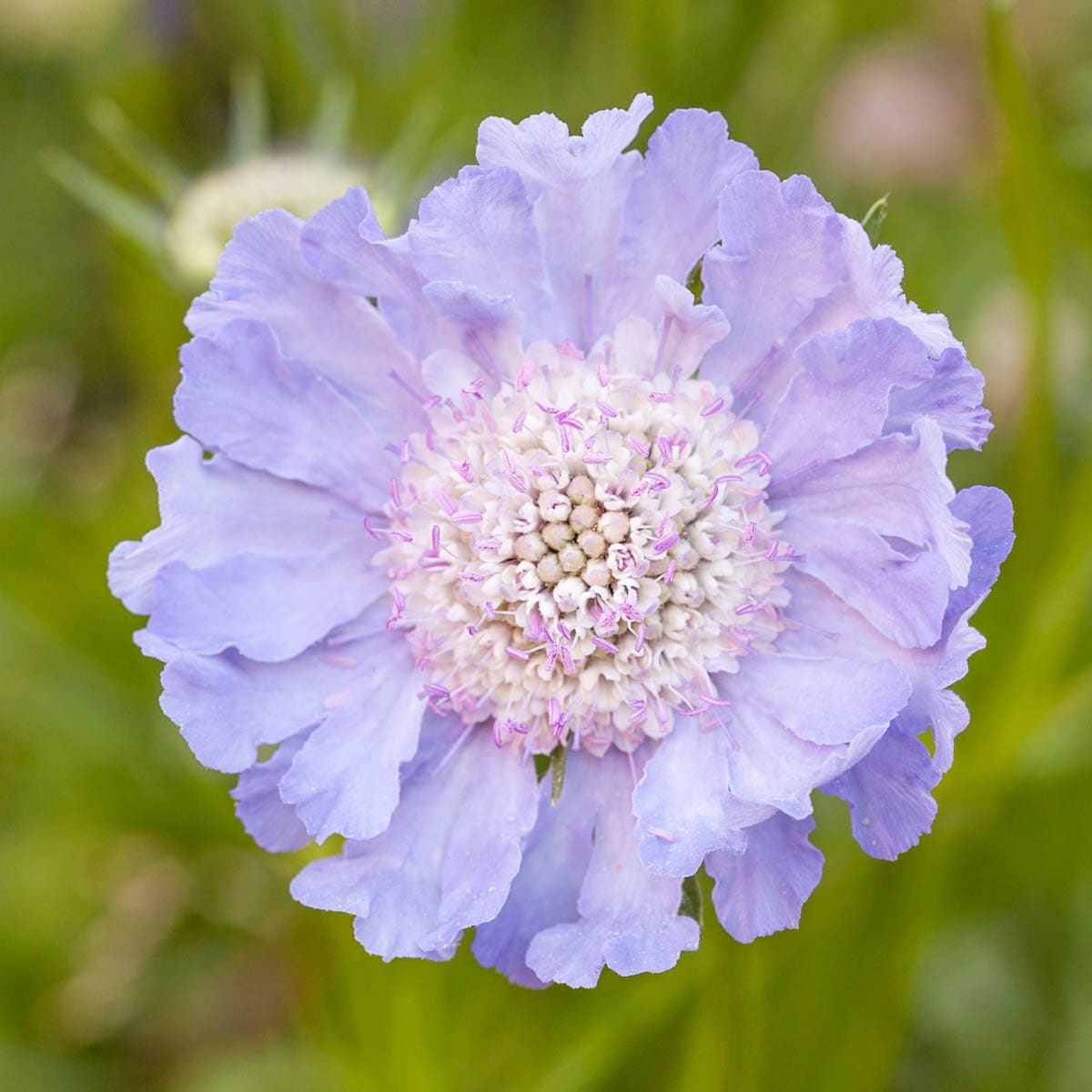 Spring Hill Nurseries 92677 Lavender Blue Pincushion Dormant Bare Root Flowering Perennial Plant in 1 -Pack Bareroot