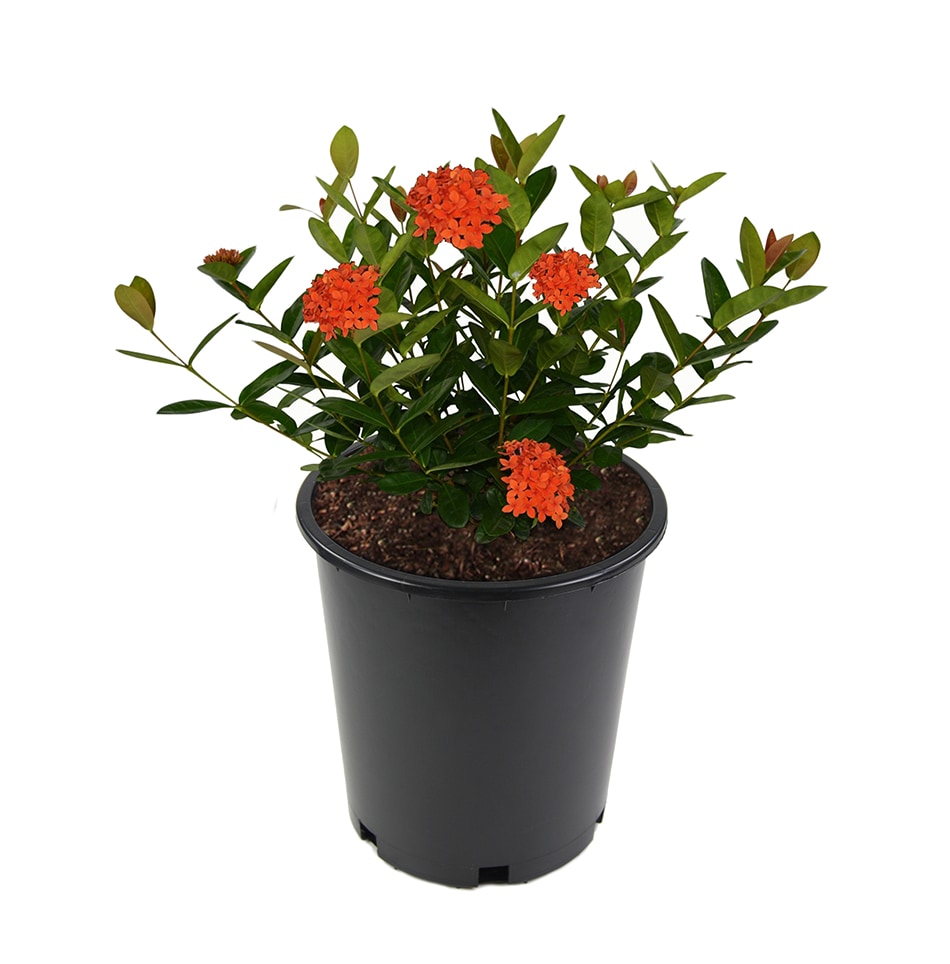 Lowe's NURSERY Ixora Flowering Shrub in 1 -Quart Pot 1 -Pack with Multicolor Blooms