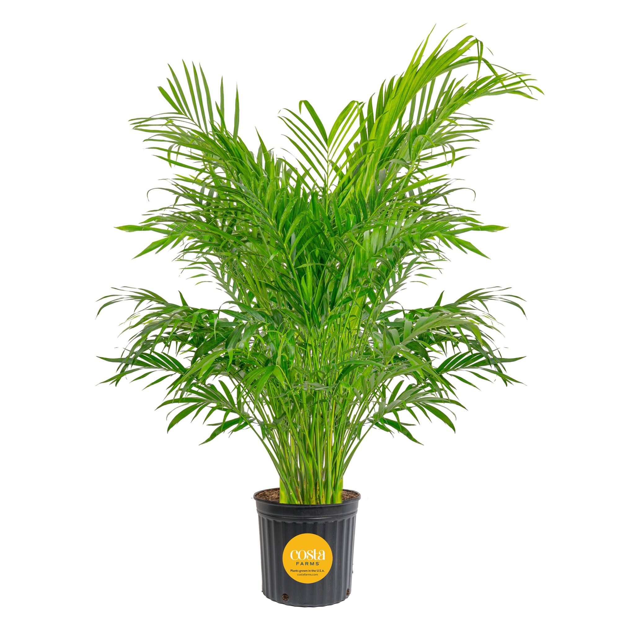 Costa Farms - Cat Palm House plant in 12 Inch(es) Pot 1 -Pack