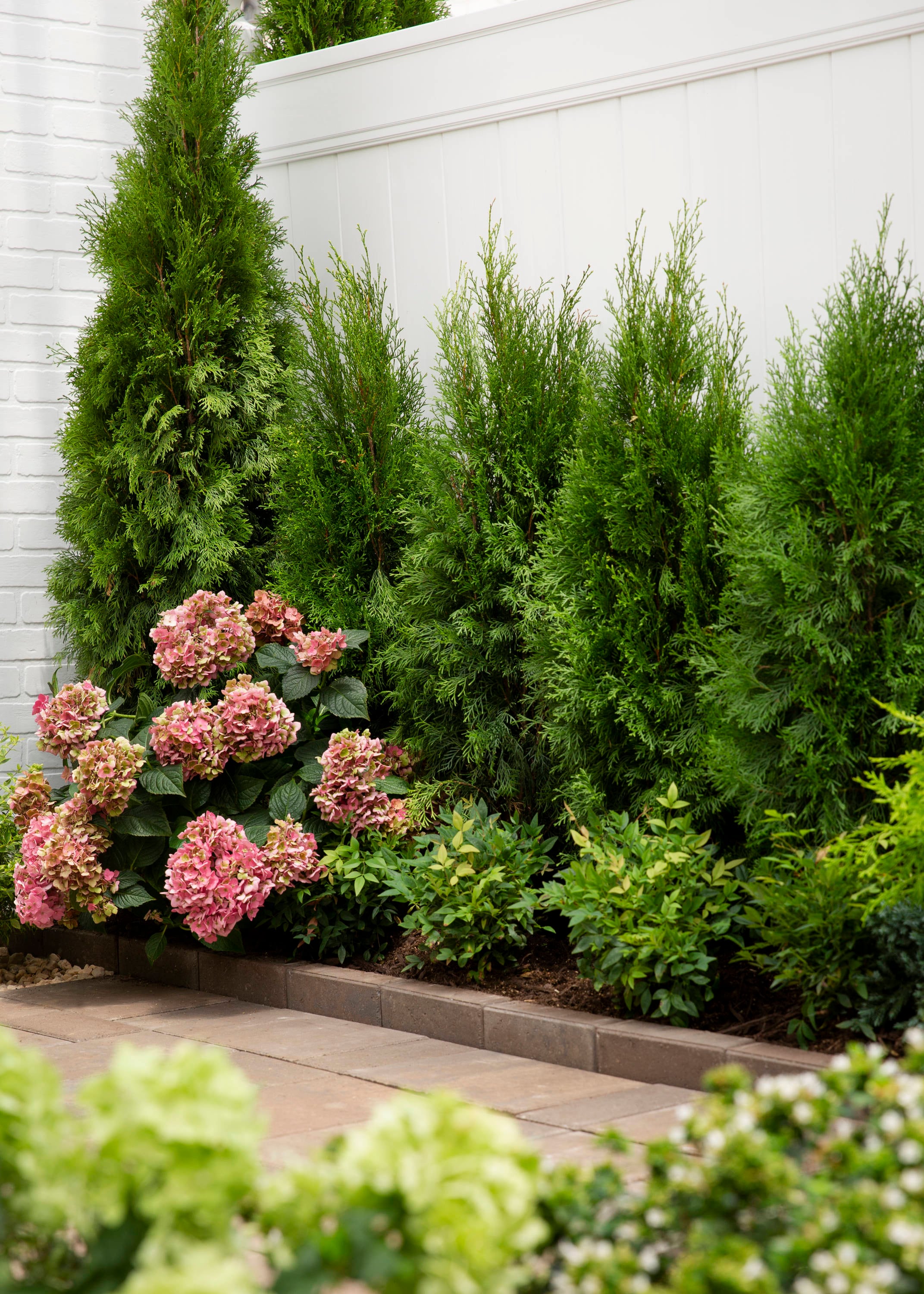 Lowe's NURSERY shrubs - View #10