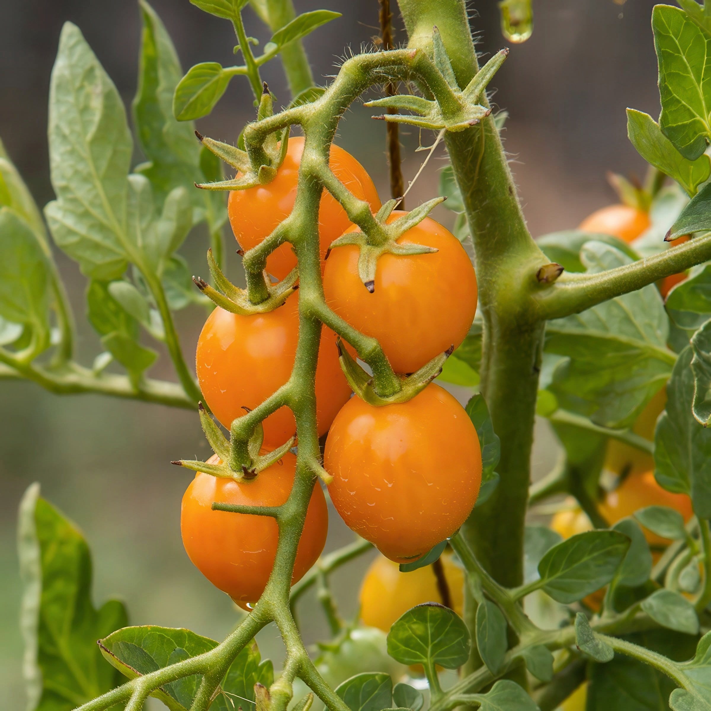 National Plant Network LW2266 Vegetable-Plants - View #2
