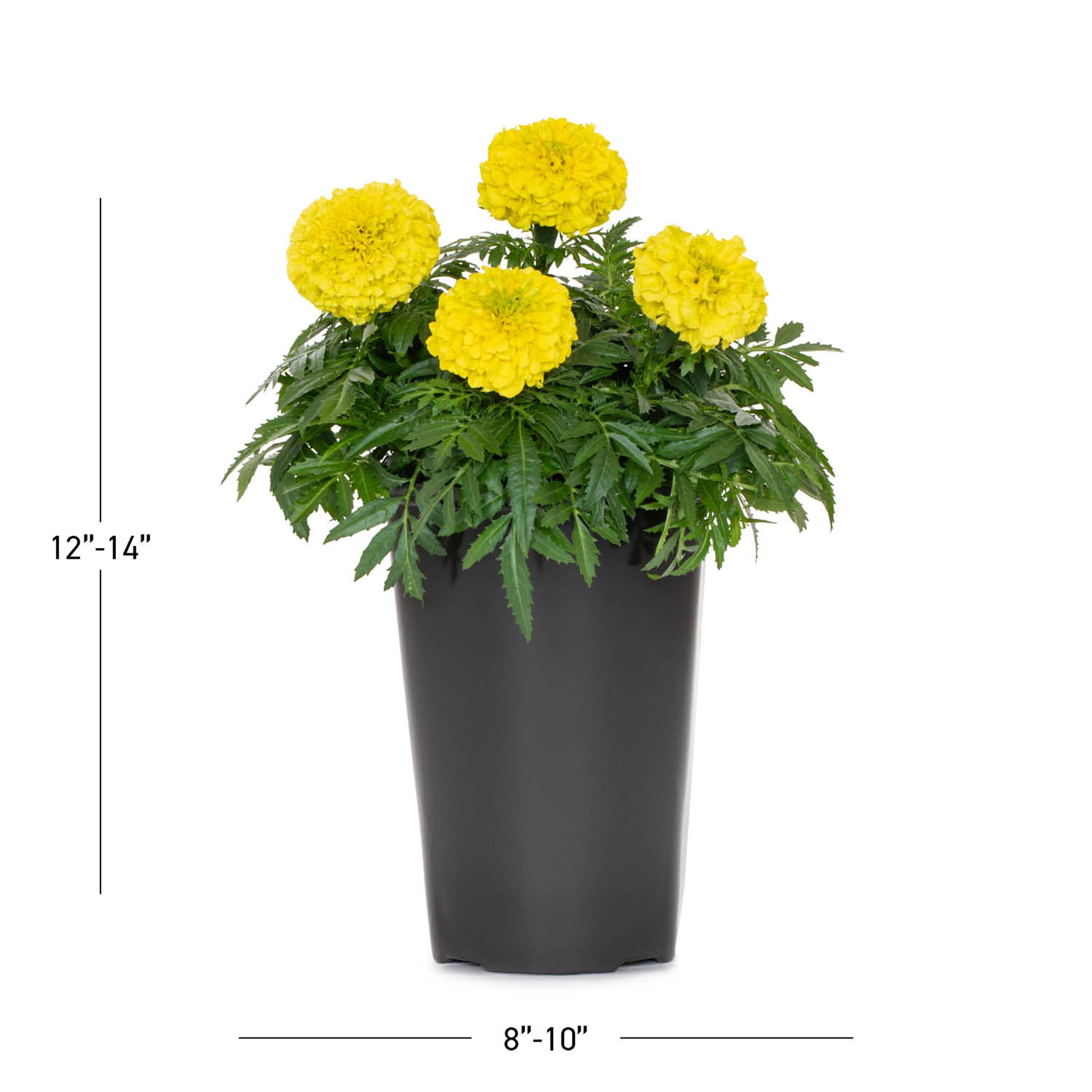  6039437 annuals - View #4